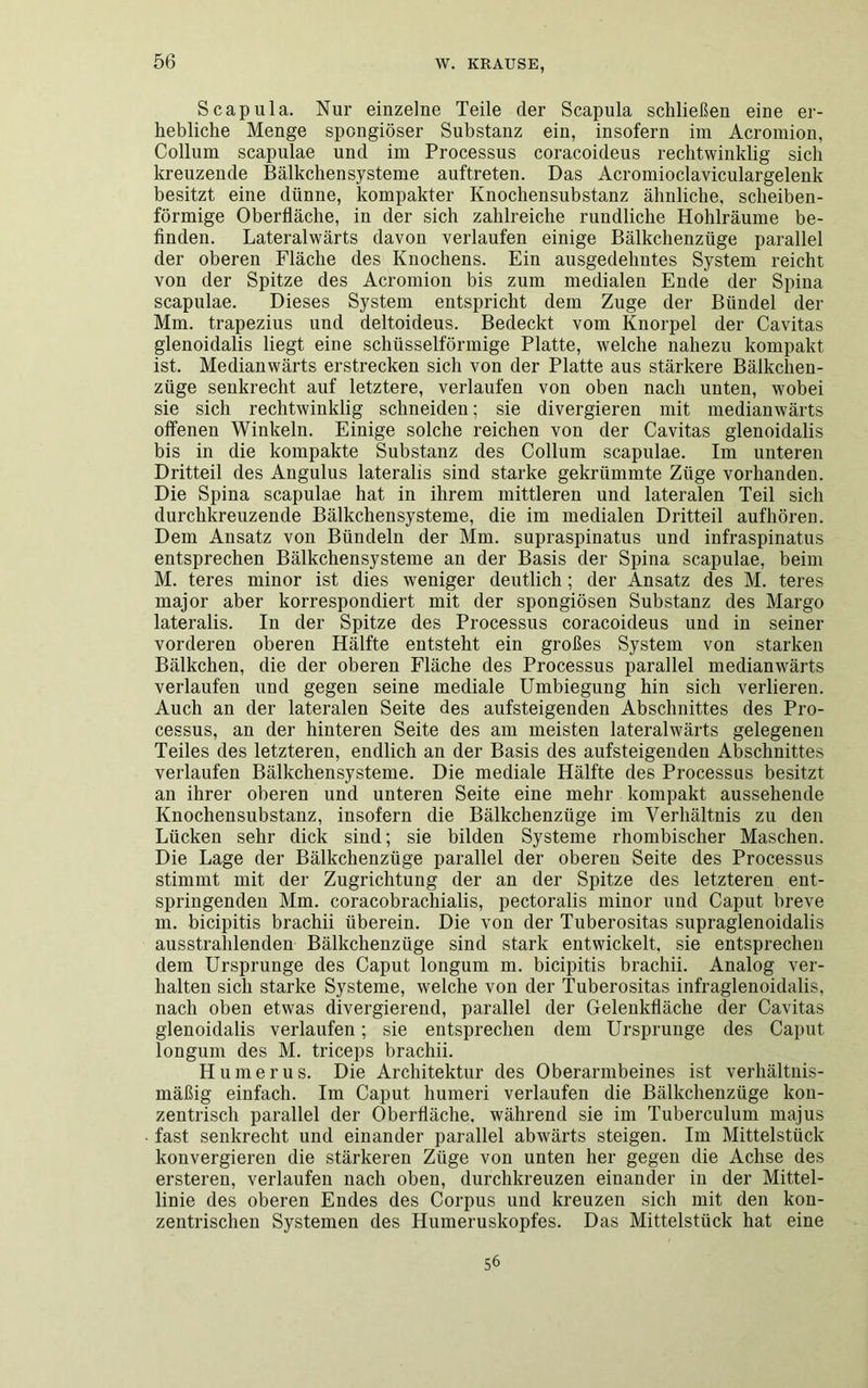 Scapula. Nur einzelne Teile der Scapula schließen eine er- hebliche Menge spongiöser Substanz ein, insofern im Acromion, Collum scapulae und im Processus coracoideus rechtwinklig sich kreuzende Bälkchensysteme auftreten. Das Acromioclaviculargelenk besitzt eine dünne, kompakter Knochensubstanz ähnliche, scheiben- förmige Oberfläche, in der sich zahlreiche rundliche Hohlräume be- finden. Lateralwärts davon verlaufen einige Bälkchenzüge parallel der oberen Fläche des Knochens. Ein ausgedehntes System reicht von der Spitze des Acromion bis zum medialen Ende der Spina scapulae. Dieses System entspricht dem Zuge der Bündel der Mm. trapezius und deltoideus. Bedeckt vom Knorpel der Cavitas glenoidalis liegt eine schüsselförmige Platte, welche nahezu kompakt ist. Medianwärts erstrecken sicli von der Platte aus stärkere Bälkchen- züge senkrecht auf letztere, verlaufen von oben nach unten, wobei sie sich rechtwinklig schneiden; sie divergieren mit medianwärts offenen Winkeln. Einige solche reichen von der Cavitas glenoidalis bis in die kompakte Substanz des Collum scapulae. Im unteren Dritteil des Angulus lateralis sind starke gekrümmte Züge vorhanden. Die Spina scapulae hat in ihrem mittleren und lateralen Teil sich durchkreuzende Bälkchensysteme, die im medialen Dritteil aufhören. Dem Ansatz von Bündeln der Mm. supraspinatus und infraspinatus entsprechen Bälkchensysteme an der Basis der Spina scapulae, beim M. teres minor ist dies weniger deutlich; der Ansatz des M. teres major aber korrespondiert mit der spongiösen Substanz des Margo lateralis. In der Spitze des Processus coracoideus und in seiner vorderen oberen Hälfte entsteht ein großes System von starken Bälkchen, die der oberen Fläche des Processus parallel medianwärts verlaufen und gegen seine mediale Umbiegung hin sich verlieren. Auch an der lateralen Seite des aufsteigenden Abschnittes des Pro- cessus, an der hinteren Seite des am meisten lateralwärts gelegenen Teiles des letzteren, endlich an der Basis des aufsteigenden Abschnittes verlaufen Bälkchensysteme. Die mediale Hälfte des Processus besitzt an ihrer oberen und unteren Seite eine mehr kompakt aussehende Knochensubstanz, insofern die Bälkchenzüge im Verhältnis zu den Lücken sehr dick sind; sie bilden Systeme rhombischer Maschen. Die Lage der Bälkchenzüge parallel der oberen Seite des Processus stimmt mit der Zugrichtung der an der Spitze des letzteren ent- springenden Mm. coracobrachialis, pectoralis minor und Caput breve m. bicipitis brachii überein. Die von der Tuberositas supraglenoidalis ausstrahlenden Bälkchenzüge sind stark entwickelt, sie entsprechen dem Ursprünge des Caput longum m. bicipitis brachii. Analog ver- halten sich starke Systeme, welche von der Tuberositas infraglenoidalis, nach oben etwas divergierend, parallel der Gelenkfläche der Cavitas glenoidalis verlaufen; sie entsprechen dem Ursprünge des Caput longum des M. triceps brachii. Humerus. Die Architektur des Oberarmbeines ist verhältnis- mäßig einfach. Im Caput humeri verlaufen die Bälkchenzüge kon- zentrisch parallel der Oberfläche, während sie im Tuberculum majus fast senkrecht und einander parallel abwärts steigen. Im Mittelstück konvergieren die stärkeren Züge von unten her gegen die Achse des ersteren, verlaufen nach oben, durchkreuzen einander in der Mittel- linie des oberen Endes des Corpus und kreuzen sich mit den kon- zentrischen Systemen des Humeruskopfes. Das Mittelstück hat eine 56