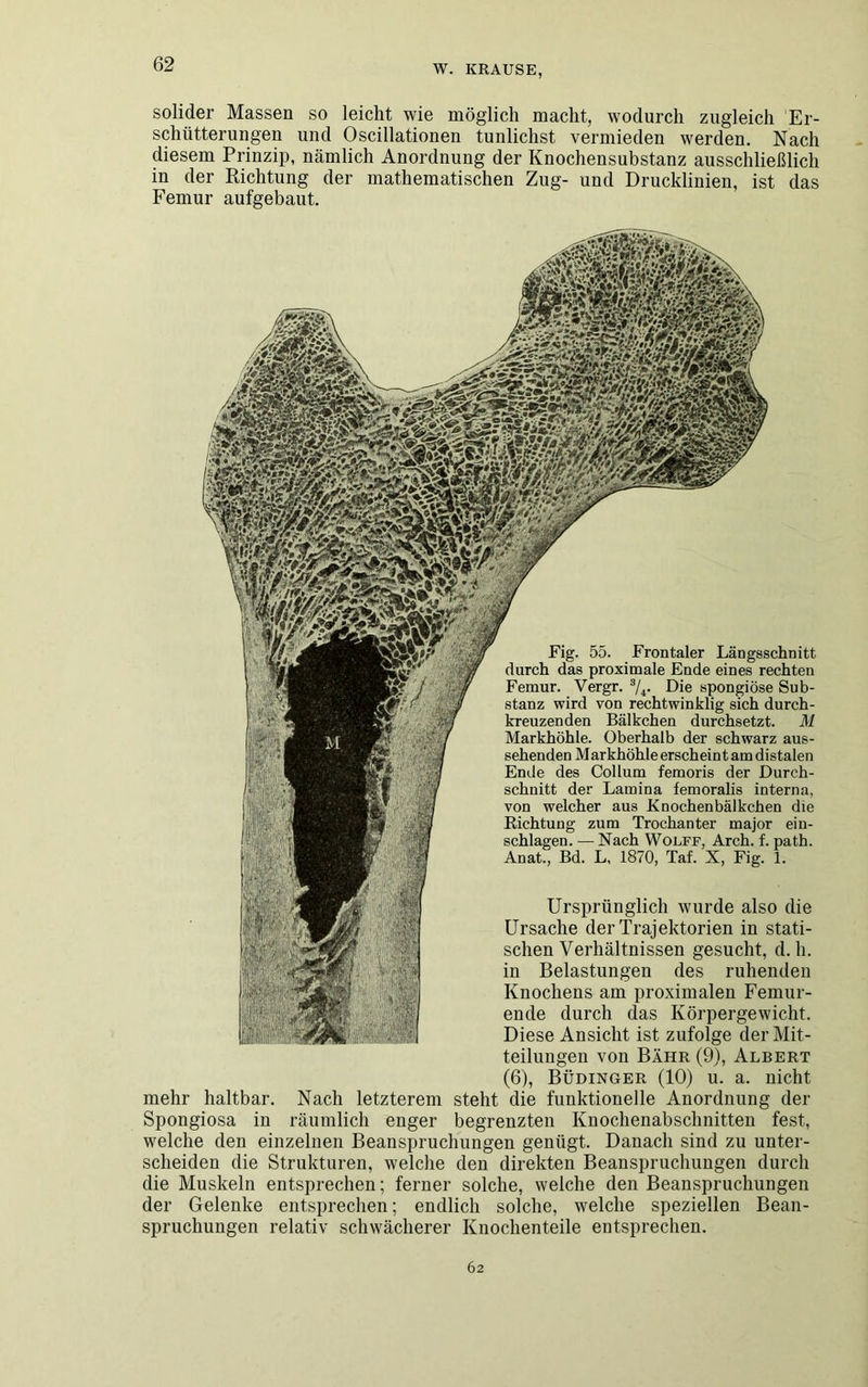 solider Massen so leicht wie möglich macht, wodurch zugleich Er- schütterungen und Oscillationen tunlichst vermieden werden. Nach diesem Prinzip, nämlich Anordnung der Knochensubstanz ausschließlich in der Richtung der mathematischen Zug- und Drucklinien, ist das Femur aufgebaut. Fig. 55. Frontaler Längsschnitt durch das proximale Ende eines rechten Femur. Vergr. 3/i. Die spongiöse Sub- stanz wird von rechtwinklig sich durch- kreuzenden Bälkchen durchsetzt. M Markhöhle. Oberhalb der schwarz aus- sehenden Markhöhle erschein t am distalen Ende des Collum femoris der Durch- schnitt der Lamina femoralis interna, von welcher aus Knochenbälkchen die Richtung zum Trochanter major ein- schlagen. — Nach Wolff, Arch. f. path. Anat., Bd. L, 1870, Taf. X, Fig. 1. Ursprünglich wurde also die Ursache der Trajektorien in stati- schen Verhältnissen gesucht, d. h. in Belastungen des ruhenden Knochens am proximalen Femur- ende durch das Körpergewicht. Diese Ansicht ist zufolge der Mit- teilungen von Bähr (9), Albert (6), Büdinger (10) u. a. nicht mehr haltbar. Nach letzterem steht die funktionelle Anordnung der Spongiosa in räumlich enger begrenzten Knochenabschnitten fest, welche den einzelnen Beanspruchungen genügt. Danach sind zu unter- scheiden die Strukturen, welche den direkten Beanspruchungen durch die Muskeln entsprechen; ferner solche, welche den Beanspruchungen der Gelenke entsprechen; endlich solche, welche speziellen Bean- spruchungen relativ schwächerer Knochenteile entsprechen. 62