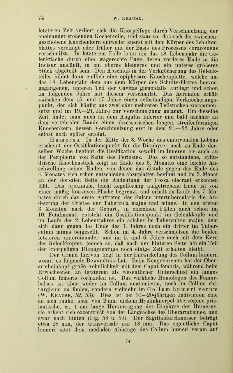 letzteren Zeit verliert sich die Knorpelfuge durch Verschmelzung der aneinander stoßenden Kochenteile, und zwar so, daß sich der zwischen- geschobene Knochenkern entweder zuerst mit dem Körper des Schulter- blattes vereinigt oder früher mit der Basis des Processus coracoideus verschmilzt. In letzterem Falle kann um das 18. Lebensjahr die Ge- lenkdäche durch eine wagerechte Fuge, deren vorderes Ende in die Incisur ausläuft, in ein oberes kleineres und ein unteres größeres Stück abgeteilt sein. Den Abschluß in der Verknöcherung des Gelenk- teiles bildet dann endlich eine epiphysäre Knochenplatte, welche um das 18. Lebensjahr dem aus dem Körper des Schulterblattes hervor- gegangenen, unteren Teil der Cavitas glenoidalis aufliegt und schon im folgenden Jahre mit diesem verschmilzt. Das Acromion erhält zwischen dem 15. und 17. Jahre einen selbständigen Verknöcherungs- punkt, der sich häufig aus zwei oder mehreren Teilstücken zusammen- setzt und im 19.—21. Jahre zur Verschmelzung gelangt. Um dieselbe Zeit findet man auch an dem Angulus inferior und bald nachher an dem vertebralen Rande einen akzessorischen langen, streifenförmigen Knochenkern, dessen Verschmelzung erst in dem 21.—22. Jahre oder selbst noch später erfolgt. Humerus. In der Mitte der 8. Woche des embryonalen Lebens erscheint der Ossifikationspunkt für die Diaphyse; noch zu Ende der- selben Woche beginnt die Ossifikation sowohl im Inneren als auch an der Peripherie von Seite des Periostes. Das so entstandene, zylin- drische Knochenstück zeigt zu Ende des 3. Monates eine leichte An- schwellung seiner Enden, von denen das distale gegen das Ende des 4. Monates sich schon entschieden abzuplatten beginnt und im 5. Monat an der dorsalen Seite die Andeutung der Fossa olecrani erkennen läßt. Das proximale, leicht kegelförmig aufgetriebene Ende ist von einer mäßig konvexen Fläche begrenzt und erhält im Laufe des 7. Mo- nates durch das erste Auftreten des Sulcus intertubercularis die An- deutung der Cristae der Tubercula majus und minus. In den ersten 3 Monaten nach der Geburt, in einzelnen Fällen auch schon im 10. Fetalmonat, entsteht ein Ossifikationspunkt im Gelenkkopfe und im Laufe des 2. Lebensjahres ein solcher im Tuberculum majus, dem sich dann gegen das Ende des 3. Jahres noch ein dritter im Tuber- culum minus beigesellt. Schon im 4. Jahre verschmelzen die beiden letzteren untereinander und im 5. und 6. Jahre auch mit dem Kern des Gelenkkopfes, jedoch so, daß nach der hinteren Seite hin ein Teil der knorpeligen Diaphysenfuge noch einige Zeit erhalten bleibt. Der Grund hiervon liegt in der Entwickelung des Collum humeri, womit es folgende Bewandtnis hat. Beim Neugeborenen hat der Ober- armbeinkopf große Aehnlichkeit mit dem Caput femoris, während beim Erwachsenen an letzterem als wesentlicher Unterschied ein langes Collum femoris vorhanden ist. Das wirkliche Homologon des Femur- halses ist aber weder im Collum anatomicum, noch im Collum chi- rurgicum zu finden, sondern vielmehr im Collum humeri verum (W. Krause, 52, 53). Dies ist bei 10—20-jährigen Individuen eine an sich rauhe, aber von 2 mm dickem Hyalinknorpel überzogene pris- matische, ca. 1 cm lange Hervorragung der Diaphyse des Humerus, sie erhebt sich exzentrisch von der Längsachse des Oberarmbeines, und zwar nach hinten (Fig. 58 u. 59). Der Sagittaldurchmesser beträgt etwa 28 mm, der transversale nur 18 mm. Das eigentliche Caput humeri sitzt dem medialen Abhange des Collum humeri verum auf 74