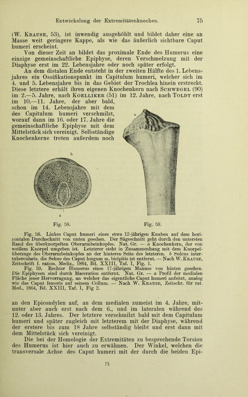 (W. Krause, 53), ist inwendig ausgehöhlt und bildet daher eine an Masse weit geringere Kappe, als wie das äußerlich sichtbare Caput humeri erscheint. Von dieser Zeit an bildet das proximale Ende des Humerus eine einzige gemeinschaftliche Epiphyse, deren Verschmelzung mit der Diaphyse erst im 22. Lebensjahre oder noch später erfolgt. An dem distalen Ende entsteht in der zweiten Hälfte des 1. Lebens- jahres ein Ossifikationspunkt im Capitulum humeri, welcher sich im 4. und 5. Lebensjahre bis in das Gebiet der Trochlea hinein erstreckt. Diese letztere erhält ihren eigenen Knochenkern nach Schwegel (90) im 2.—5. Jahre, nach Koelliker (51) im 12. Jahre, nach Toldt erst im 10.—11. Jahre, der aber bald, schon im 14. Lebensjahre mit dem des Capitulum humeri verschmilzt, worauf dann im 16. oder 17. Jahre die gemeinschaftliche Epiphyse mit dem Mittelstück sich vereinigt. Selbständige Knochenkerne treten außerdem noch Fig. 58. Fig. 59. Fig. 58. Linkes Caput humeri eines etwa 12-jährigen Knaben auf dem hori- zontalen Durchschnitt von unten gesehen. Der Sägeschnitt geht durch den untersten Band des überknorpelten Oberarmbein köpf es. Nat. Gr. — a Knochenkern, der von weißem Knorpel umgeben ist. Letzterer steht in Zusammenhang mit dem Knorpei- überzuge des Oberarmbeinkopfes an der hinteren Seite des letzteren, b Sulcus inter- tubercularis. die Sehne des Caput longum m. bicipitis ist entfernt. — Nach W. Krause, Zeitschrift f. ration. Mediz., 1864, Bd. XXIII, Taf. I, Fig. 1. Fig. 59. Rechter Humerus eines 17-jährigen Mannes von hinten gesehen. Die Epiphysen sind durch Maceration entfernt. Nat. Gr. — a Profil der medialen Fläche jener Hervorragung, an welcher das eigentliche Caput humeri aufsitzt, analog wie das Caput femoris auf seinem Collum. — Nach W. Krause, Zeitschr. für rat. Med., 1864, Bd. XXIII, Taf. I, Fig 2. au den Epicondylen auf, an dem medialen zumeist im 4. Jahre, mit- unter aber auch erst nach dem 6., und im lateralen während des 12. oder 13. Jahres. Der letztere verschmilzt bald mit dem Capitulum humeri und später zugleich mit letzterem mit der Diaphyse, während der erstere bis zum 18 Jahre selbständig bleibt und erst dann mit dem Mittelstück sich vereinigt. Die bei der Homologie der Extremitäten zu besprechende Torsion des Humerus ist hier auch zu erwähnen. Der Winkel, welchen die transversale Achse des Caput humeri mit der durch die beiden Epi- 75