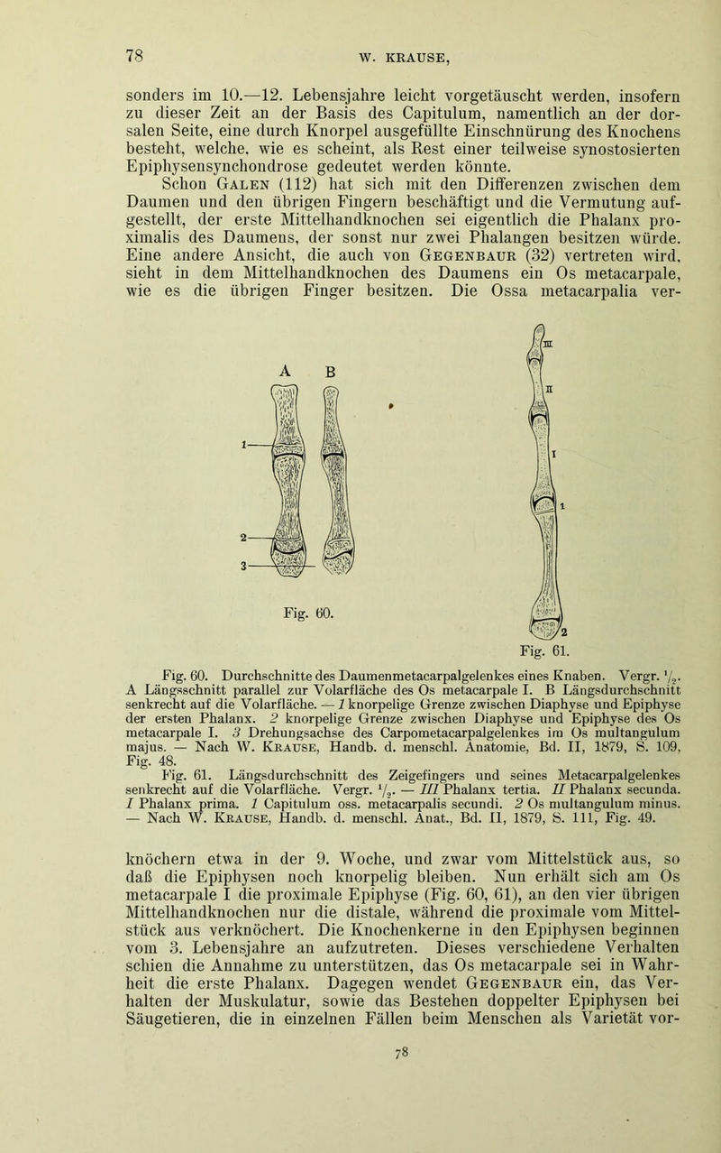 sonders im 10.—12. Lebensjahre leicht vorgetäuscht werden, insofern zu dieser Zeit an der Basis des Capitulum, namentlich an der dor- salen Seite, eine durch Knorpel ausgefüllte Einschnürung des Knochens besteht, welche, wie es scheint, als Rest einer teilweise synostosierten Epiphysensynchondrose gedeutet werden könnte. Schon Galen (112) hat sich mit den Differenzen zwischen dem Daumen und den übrigen Fingern beschäftigt und die Vermutung auf- gestellt, der erste Mittelhandknochen sei eigentlich die Phalanx pro- ximalis des Daumens, der sonst nur zwei Phalangen besitzen würde. Eine andere Ansicht, die auch von Gegenbaur (32) vertreten wird, sieht in dem Mittelhandknochen des Daumens ein Os metacarpale, wie es die übrigen Finger besitzen. Die Ossa metacarpalia ver- Fig. 61. Fig. 60. Durchschnitte des Daumenmetacarpalgelenkes eines Knaben. Vergr. '/2. A Längsschnitt parallel zur Volarfläche des Os metacarpale I. B Längsdurchschnitt senkrecht auf die Volarfläche. — 1 knorpelige Grenze zwischen Diaphyse und Epiphyse der ersten Phalanx. 2 knorpelige Grenze zwischen Diaphyse und Epiphyse des Os metacarpale I. 3 Drehungsachse des Carpometacarpalgelenkes im Os multangulum majus. — Nach W. Krause, Handb. d. menschl. Anatomie, Bd. II, 1879, S. 109, Fig. 48. Fig. 61. Längsdurchschnitt des Zeigefingers und seines Metacarpalgelenkes senkrecht auf die Volarfläche. Vergr. 1/2. — III Phalanx tertia. II Phalanx secunda. I Phalanx prima. 1 Capitulum oss. metacarpalis secundi. 2 Os multangulum minus. — Nach W. Krause, Handb. d. menschl. Anat., Bd. II, 1879, 8. 111, Fig. 49. knöchern etwa in der 9. Woche, und zwar vom Mittelstück aus, so daß die Epiphysen noch knorpelig bleiben. Nun erhält sich am Os metacarpale I die proximale Epiphyse (Fig. 60, 61), an den vier übrigen Mittelhandknochen nur die distale, während die proximale vom Mittel- stück aus verknöchert. Die Knochenkerne in den Epiphysen beginnen vom 3. Lebensjahre an aufzutreten. Dieses verschiedene Verhalten schien die Annahme zu unterstützen, das Os metacarpale sei in Wahr- heit die erste Phalanx. Dagegen wendet Gegenbaur ein, das Ver- halten der Muskulatur, sowie das Bestehen doppelter Epiphysen bei Säugetieren, die in einzelnen Fällen beim Menschen als Varietät vor- 78