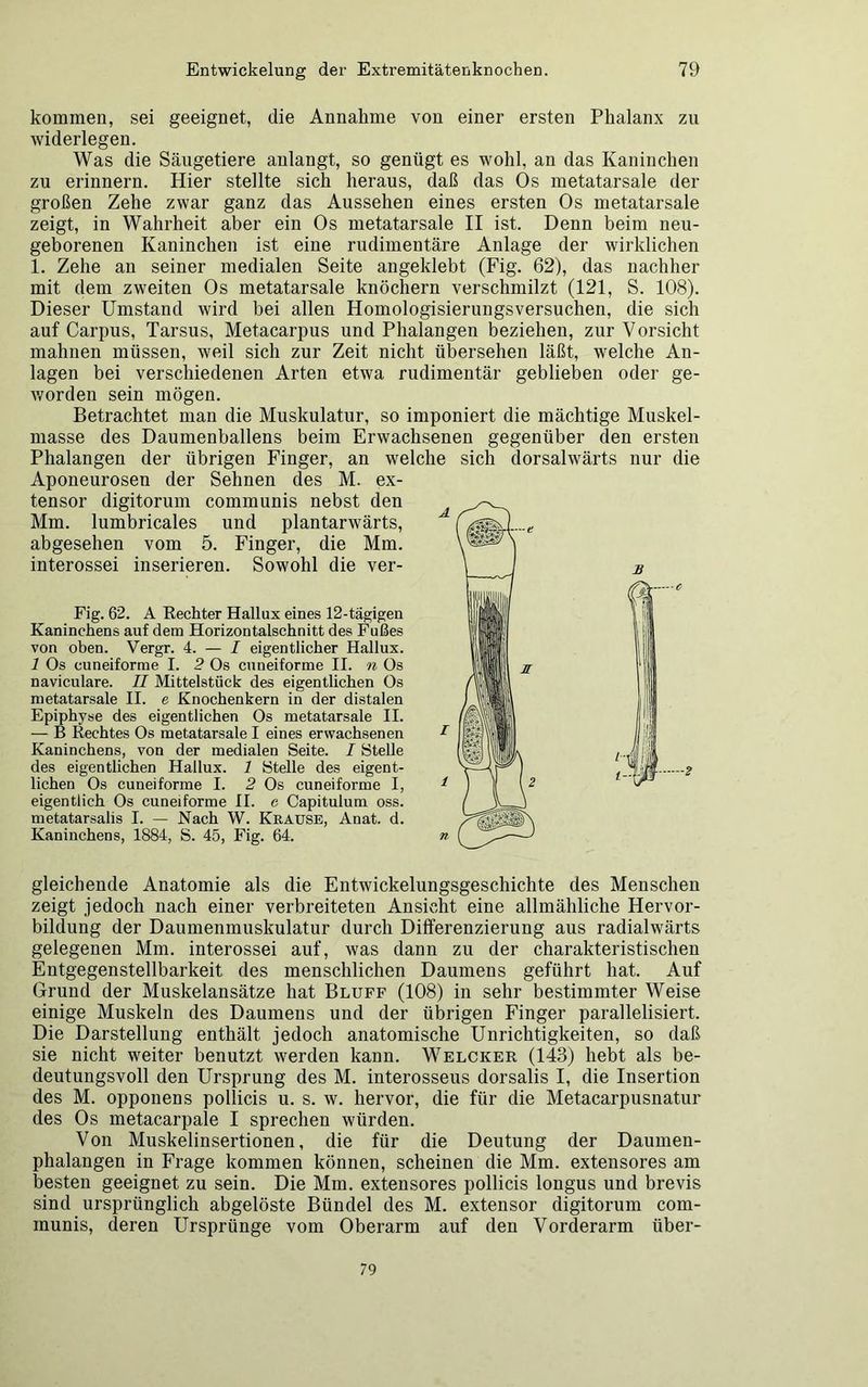 kommen, sei geeignet, die Annahme von einer ersten Phalanx zu widerlegen. Was die Säugetiere anlangt, so genügt es wohl, an das Kaninchen zu erinnern. Hier stellte sich heraus, daß das Os metatarsale der großen Zehe zwar ganz das Aussehen eines ersten Os metatarsale zeigt, in Wahrheit aber ein Os metatarsale II ist. Denn beim neu- geborenen Kaninchen ist eine rudimentäre Anlage der wirklichen 1. Zehe an seiner medialen Seite angeklebt (Fig. 62), das nachher mit dem zweiten Os metatarsale knöchern verschmilzt (121, S. 108). Dieser Umstand wird bei allen Homologisierungsversuchen, die sich auf Carpus, Tarsus, Metacarpus und Phalangen beziehen, zur Vorsicht mahnen müssen, weil sich zur Zeit nicht übersehen läßt, welche An- lagen bei verschiedenen Arten etwa rudimentär geblieben oder ge- worden sein mögen. Betrachtet man die Muskulatur, so imponiert die mächtige Muskel- masse des Daumenballens beim Erwachsenen gegenüber den ersten Phalangen der übrigen Finger, an welche sich dorsalwärts nur die Aponeurosen der Sehnen des M. ex- tensor digitorum communis nebst den Mm. lumbricales und plantarwärts, abgesehen vom 5. Finger, die Mm. interossei inserieren. Sowohl die ver- Fig. 62. A Rechter Hallux eines 12-tägigen Kaninchens auf dem Horizontalschnitt des Fußes von oben. Vergr. 4. — I eigentlicher Hallux. 1 Os cuneiforme I. 2 Os cuneiforme II. n Os naviculare. II Mittelstück des eigentlichen Os metatarsale II. e Knochenkern in der distalen Epiphyse des eigentlichen Os metatarsale II. — B Rechtes Os metatarsale I eines erwachsenen Kaninchens, von der medialen Seite. I Stelle des eigentlichen Hallux. 1 Stelle des eigent- lichen Os cuneiforme I. 2 Os cuneiforme I, eigentlich Os cuneiforme II. c Capitulum oss. metatarsalis I. — Nach W. Krause, Anat. d. Kaninchens, 1884, S. 45, Fig. 64. gleichende Anatomie als die Entwickelungsgeschichte des Menschen zeigt jedoch nach einer verbreiteten Ansicht eine allmähliche Hervor- bildung der Daumenmuskulatur durch Differenzierung aus radialwärts gelegenen Mm. interossei auf, was dann zu der charakteristischen Entgegenstellbarkeit des menschlichen Daumens geführt hat. Auf Grund der Muskelansätze hat Bluff (108) in sehr bestimmter Weise einige Muskeln des Daumens und der übrigen Finger parallelisiert. Die Darstellung enthält jedoch anatomische Unrichtigkeiten, so daß sie nicht weiter benutzt werden kann. Welcker (143) hebt als be- deutungsvoll den Ursprung des M. interosseus dorsalis I, die Insertion des M. opponens pollicis u. s. w. hervor, die für die Metacarpusnatur des Os metacarpale I sprechen würden. Von Muskelinsertionen, die für die Deutung der Daumen- phalangen in Frage kommen können, scheinen die Mm. extensores am besten geeignet zu sein. Die Mm. extensores pollicis longus und brevis sind ursprünglich abgelöste Bündel des M. extensor digitorum com- munis, deren Ursprünge vom Oberarm auf den Vorderarm über- 79