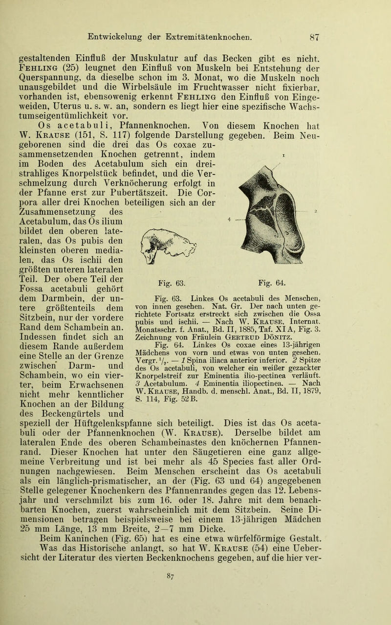 gestaltenden Einfluß der Muskulatur auf das Becken gibt es nicht. Fehling (25) leugnet den Einfluß von Muskeln bei Entstehung der Querspannung, da dieselbe schon im 3. Monat, wo die Muskeln noch unausgebildet und die Wirbelsäule im Fruchtwasser nicht fixierbar, vorhanden ist, ebensowenig erkennt Fehling den Einfluß von Einge- weiden, Uterus u. s. w. an, sondern es liegt hier eine spezifische Wachs- tumseigentümlichkeit vor. Os acetabuli, Pfannenknochen. Von diesem Knochen hat W. Krause (151, S. 117) folgende Darstellung gegeben. Beim Neu- geborenen sind die drei das Os coxae zu- sammensetzenden Knochen getrennt, indem i im Boden des Acetabulum sich ein drei- strahliges Knorpelstück befindet, und die Ver- schmelzung durch Verknöcherung erfolgt in der Pfanne erst zur Pubertätszeit. Die Cor- pora aller drei Knochen beteiligen sich an der Zusammensetzung des Acetabulum, das Os ilium bildet den oberen late- ralen, das Os pubis den kleinsten oberen media- len, das Os ischii den größten unteren lateralen Teil. Der obere Teil der Fossa acetabuli gehört dem Darmbein, der un- tere größtenteils dem Sitzbein, nur der vordere Rand dem Schambein an. Indessen findet sich an diesem Rande außerdem eine Stelle an der Grenze zwischen Darm- und Schambein, wo ein vier- ter, beim Erwachsenen nicht mehr kenntlicher Knochen an der Bildung des Beckengürtels und speziell der Hüftgelenkspfanne sich beteiligt. Dies ist das Os aceta- buli oder der Pfannenknochen (W. Krause). Derselbe bildet am lateralen Ende des oberen Schambeinastes den knöchernen Pfannen- rand. Dieser Knochen hat unter den Säugetieren eine ganz allge- meine Verbreitung und ist bei mehr als 45 Species fast aller Ord- nungen nachgewiesen. Beim Menschen erscheint das Os acetabuli als ein länglich-prismatischer, an der (Fig. 63 und 64) angegebenen Stelle gelegener Knochenkern des Pfannenrandes gegen das 12. Lebens- jahr und verschmilzt bis zum 16. oder 18. Jahre mit dem benach- barten Knochen, zuerst wahrscheinlich mit dem Sitzbein. Seine Di- mensionen betragen beispielsweise bei einem 13-jährigen Mädchen 25 mm Länge, 13 mm Breite, 2—7 mm Dicke. Beim Kaninchen (Fig. 65) hat es eine etwa würfelförmige Gestalt. Was das Historische anlangt, so hat W. Krause (54) eine Ueber- sicht der Literatur des vierten Beckenknochens gegeben, auf die hier ver- Fig. 64. Fig. 63. Linkes Os acetabuli des Menschen, von innen gesehen. Nat. Gr. Der nach unten ge- richtete Fortsatz erstreckt sich zwischen die Ossa pubis und ischii. — Nach W. Krause, Internat. Monatsschr. f. Anat., Bd. II, 1885, Taf. XIA, Fig. 3. Zeichnung von Fräulein Gertrud Dönitz. Fig. 64. Linkes Os coxae eines 13-jährigen Mädchens von vorn und etwas von unten gesehen. Vergr. 1/2. — 1 Spina iliaca anterior inferior. 2 Spitze des Os acetabuli, von welcher ein weißer gezackter Knorpelstreif zur Eminentia ilio-pectinea verläuft. 3 Acetabulum. 4 Eminentia iliopectinea. — Nach W. Krause, Handb. d. menschl. Anat., Bd. II, 1879, S. 114, Fig. 52 B. 87