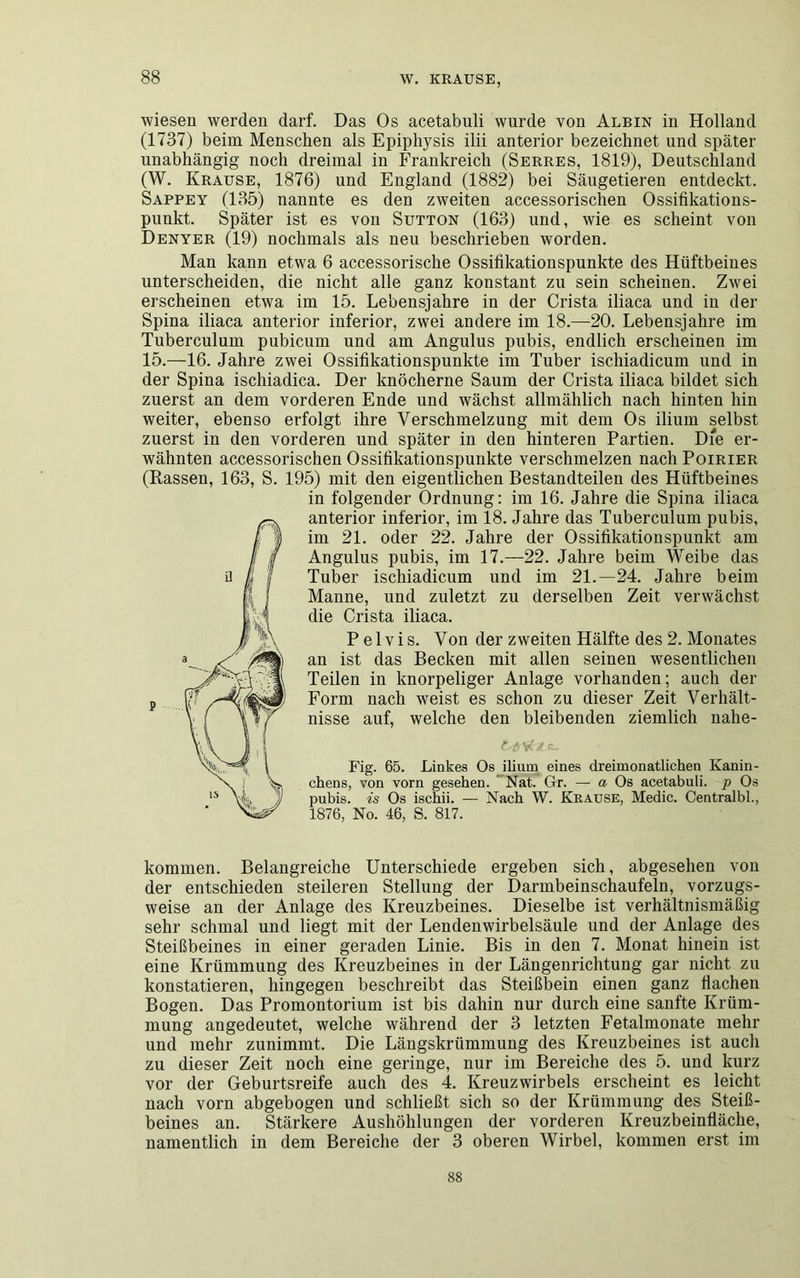wiesen werden darf. Das Os acetabuli wurde von Albin in Holland (1737) beim Menschen als Epiphysis ilii anterior bezeichnet und später unabhängig noch dreimal in Frankreich (Serres, 1819), Deutschland (W. Krause, 1876) und England (1882) bei Säugetieren entdeckt. Sappey (135) nannte es den zweiten accessorischen Ossifikations- punkt. Später ist es von Sutton (163) und, wie es scheint von Denyer (19) nochmals als neu beschrieben worden. Man kann etwa 6 accessorische Ossifikationspunkte des Hüftbeines unterscheiden, die nicht alle ganz konstant zu sein scheinen. Zwei erscheinen etwa im 15. Lebensjahre in der Crista iliaca und in der Spina iliaca anterior inferior, zwei andere im 18.—20. Lebensjahre im Tuberculum pubicum und am Angulus pubis, endlich erscheinen im 15.—16. Jahre zwei Ossifikationspunkte im Tuber ischiadicum und in der Spina ischiadica. Der knöcherne Saum der Crista iliaca bildet sich zuerst an dem vorderen Ende und wächst allmählich nach hinten hin weiter, ebenso erfolgt ihre Verschmelzung mit dem Os ilium selbst zuerst in den vorderen und später in den hinteren Partien. Die er- wähnten accessorischen Ossilikationspunkte verschmelzen nach Poirier (Rassen, 163, S. 195) mit den eigentlichen Bestandteilen des Hüftbeines in folgender Ordnung: im 16. Jahre die Spina iliaca anterior inferior, im 18. Jahre das Tuberculum pubis, im 21. oder 22. Jahre der Ossifikationspunkt am Angulus pubis, im 17.—22. Jahre beim Weibe das Tuber ischiadicum und im 21.—24. Jahre beim Manne, und zuletzt zu derselben Zeit verwächst die Crista iliaca. P e 1 v i s. Von der zweiten Hälfte des 2. Monates an ist das Becken mit allen seinen wesentlichen Teilen in knorpeliger Anlage vorhanden; auch der Form nach weist es schon zu dieser Zeit Verhält- nisse auf, welche den bleibenden ziemlich nahe- 14*1 l Fig. 65. Liökes Os ilium eines dreimonatlichen Kanin- chens, von vorn gesehen. Nat. Gr. — a Os acetabuli. p Os pubis. is Os ischii. — Nach W. Krause, Medic. Centralbl., 1876, No. 46, S. 817. kommen. Belangreiche Unterschiede ergeben sich, abgesehen von der entschieden steileren Stellung der Darmbeinschaufeln, vorzugs- weise an der Anlage des Kreuzbeines. Dieselbe ist verhältnismäßig sehr schmal und liegt mit der Lendenwirbelsäule und der Anlage des Steißbeines in einer geraden Linie. Bis in den 7. Monat hinein ist eine Krümmung des Kreuzbeines in der Längenrichtung gar nicht zu konstatieren, hingegen beschreibt das Steißbein einen ganz flachen Bogen. Das Promontorium ist bis dahin nur durch eine sanfte Krüm- mung angedeutet, welche während der 3 letzten Fetalmonate mehr und mehr zunimmt. Die Längskrümmung des Kreuzbeines ist auch zu dieser Zeit noch eine geringe, nur im Bereiche des 5. und kurz vor der Geburtsreife auch des 4. Kreuzwirbels erscheint es leicht nach vorn abgebogen und schließt sich so der Krümmung des Steiß- beines an. Stärkere Aushöhlungen der vorderen Kreuzbeinfläche, namentlich in dem Bereiche der 3 oberen Wirbel, kommen erst im