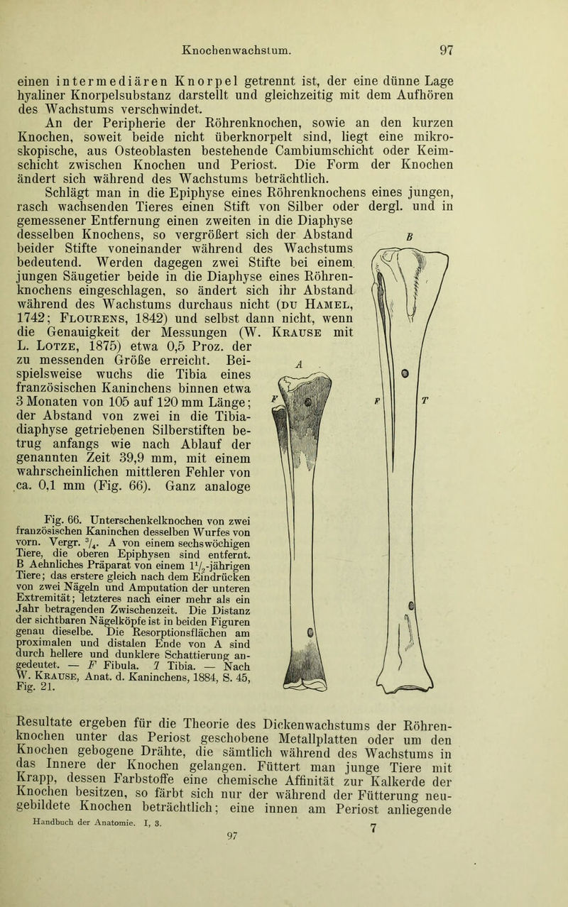 einen intermediären Knorpel getrennt ist, der eine dünne Lage hyaliner Knorpelsubstanz darstellt und gleichzeitig mit dem Aufhören des Wachstums verschwindet. An der Peripherie der Röhrenknochen, sowie an den kurzen Knochen, soweit beide nicht überknorpelt sind, liegt eine mikro- skopische, aus Osteoblasten bestehende Cambiumschicht oder Keim- schicht zwischen Knochen und Periost. Die Form der Knochen ändert sich während des Wachstums beträchtlich. Schlägt man in die Epiphyse eines Röhrenknochens eines jungen, rasch wachsenden Tieres einen Stift von Silber oder dergl. und in gemessener Entfernung einen zweiten in die Diaphyse desselben Knochens, so vergrößert sich der Abstand g beider Stifte voneinander während des Wachstums bedeutend. Werden dagegen zwei Stifte bei einem jungen Säugetier beide in die Diaphyse eines Röhren- knochens eingeschlagen, so ändert sich ihr Abstand während des Wachstums durchaus nicht (du Hamel, 1742; Flourens, 1842) und selbst dann nicht, wenn die Genauigkeit der Messungen (W. Krause mit L. Lotze, 1875) etwa 0,5 Proz. der zu messenden Größe erreicht. Bei- spielsweise wuchs die Tibia eines französischen Kaninchens binnen etwa 3 Monaten von 105 auf 120 mm Länge; der Abstand von zwei in die Tibia- diaphyse getriebenen Silberstiften be- trug anfangs wie nach Ablauf der genannten Zeit 39,9 mm, mit einem wahrscheinlichen mittleren Fehler von ca. 0,1 mm (Fig. 66). Ganz analoge Fig. 66. Unterschenkelknochen von zwei französischen Kaninchen desselben Wurfes von vorn. Vergr. 3/4. A von einem sechswöchigen Tiere, die oberen Epiphysen sind entfernt. B Aehnliches Präparat von einem l1/,-jährigen Tiere; das erstere gleich nach dem Eindrücken von zwei Nägeln und Amputation der unteren Extremität; letzteres nach einer mehr als ein Jahr betragenden Zwischenzeit. Die Distanz der sichtbaren Nägelköpfe ist in beiden Figuren genau dieselbe. Die Resorptionsflächen am proximalen und distalen Ende von A sind durch hellere und dunklere Schattierung an- gedeutet. — F Fibula. 1 Tibia. — Nach W. Krause, Anat. d. Kaninchens, 1884, S. 45, Fig. 21. Resultate ergeben für die Theorie des Dickenwachstums der Röhren- knochen unter das Periost geschobene Metallplatten oder um den Knochen gebogene Drähte, die sämtlich während des Wachstums in das Innere der Knochen gelangen. Füttert man junge Tiere mit Krapp, dessen Farbstoffe eine chemische Affinität zur Kalkerde der Knochen besitzen, so färbt sich nur der während der Fütterung neu- gebildete Knochen beträchtlich; eine innen am Periost anliegende Handbuch der Anatomie. I, 3. - 97