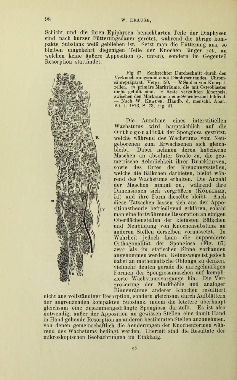 Schicht und die ihren Epiphysen benachbarten Teile der Diaphysen sind nach kurzer Fütterungsdauer gerötet, während die übrige kom- pakte Substanz weiß geblieben ist. Setzt man die Fütterung aus, so bleiben umgekehrt diejenigen Teile der Knochen länger rot, an welchen keine äußere Apposition (s. unten), sondern im Gegenteil Resorption stattfindet. Fig. 67. Senkrechter Durchschnitt durch den Verknöcherungsrand eines Diaphysenrandes. Chrom- säurepräparat. Vergr. 120. — R Säulen von Knorpel- zellen. m primäre Markräume, die mit Osteoblasten dicht gefüllt sind, v Reste verkalkten Knorpels, zwischen den Markräumen eine Scheidewand bildend. — Nach W. Krause, Handb. d. menschl. Anat., Bd. I, 1876, S. 73, Fig. 41. Die Annahme eines interstitiellen Wachstums wird hauptsächlich auf die Orthogonalität der Spongiosa gestützt, welche während des Wachstums vom Neu- geborenen zum Erwachsenen sich gleich- bleibt. Dabei nehmen deren knöcherne Maschen an absoluter Größe zu, die geo- metrische Aehnlichkeit ihrer Druckkurven, sowie des Ortes der Kreuzungsstellen, welche die Bälkchen darbieten, bleibt wäh- rend des Wachstums erhalten. Die Anzahl der Maschen nimmt zu, während ihre Dimensionen sich vergrößern (Kölliker, 51) und ihre Form dieselbe bleibt. Auch diese Tatsachen lassen sich aus der Appo- sitionstheorie befriedigend erklären, sobald man eine fortwährende Resorption an einigen Oberflächenstellen der kleinsten Bälkchen und Neubildung von Knochensubstanz an anderen Stellen derselben voraussetzt. In Wahrheit jedoch kann die supponierte Orthogonalität der Spongiosa (Fig. 67) zwar als im statischen Sinne vorhanden angenommen werden. Keineswegs ist jedoch dabei an mathematische Oblonga zu denken, vielmehr deuten gerade die unregelmäßigen Formen der Spongiosamaschen auf kompli- zierte Wachstumsvorgänge hin. Die Ver- größerung der Markhöhle und analoger Binnenräume anderer Knochen resultiert nicht aus vollständiger Resorption, sondern gleichsam durch Aufblättern der angrenzenden kompakten Substanz, indem die letztere überhaupt gleichsam eine zusammengedrängte Spongiosa darstellt. Es ist also notwendig, außer der Apposition an gewissen Stellen eine damit Hand in Hand gehende Resorption an anderen bestimmten Stellen anzunehmen, von denen gemeinschaftlich die Aenderungen der Knochenformen wäh- rend des Wachstums bedingt werden. Hiermit sind die Resultate der mikroskopischen Beobachtungen im Einklang. 98