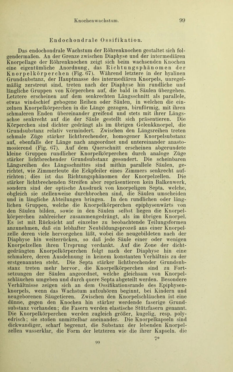 Endochondrale Ossifikation. Das endochondrale Wachstum der Röhrenknochen gestaltet sich fol- gendermaßen. An der Grenze zwischen Diaphyse und der intermediären Knorpellage der Röhrenknochen zeigt sich beim wachsenden Knochen eine eigentümliche Anordnung, das Richtungsphänomen der Knorpelkörperchen (Fig. 67). Während letztere in der hyalinen Grundsubstanz, der Hauptmasse des intermediären Knorpels, unregel- mäßig zerstreut sind, treten nach der Diaphyse hin rundliche und längliche Gruppen von Körperchen auf, die bald in Säulen übergehen. Letztere erscheinen auf dem senkrechten Längsschnitt als parallele, etwas windschief gebogene Reihen oder Säulen, in welchen die ein- zelnen Knorpelkörperchen in die Länge gezogen, bimförmig, mit ihren schmaleren Enden übereinander greifend und stets mit ihrer Längs- achse senkrecht auf die der Säule gestellt sich präsentieren. Die Körperchen sind dichter gedrängt als im übrigen Gelenkknorpel, die Grundsubstanz relativ vermindert. Zwischen den Längsreihen treten schmale Züge stärker lichtbrechender, homogener Knorpelsubstanz auf, ebenfalls der Länge nach angeordnet und untereinander anasto- mosierend (Fig. 67). Auf dem Querschnitt erscheinen abgerundete kleine Gruppen rundlicher Knorpelkörperchen durch analoge Züge stärker lichtbrechender Grundsubstanz gesondert. Die scheinbaren Längsreihen des Längsschnittes sind mithin parallele Säulen, ge- richtet, wie Zimmerleute die Eckpfeiler eines Zimmers senkrecht auf- richten; dies ist das Richtungsphänomen der Knorpelzellen. Die stärker lichtbrechenden Streifen aber repräsentieren kein Balkenwerk, sondern sind der optische Ausdruck von knorpeligen Septa. welche, obgleich sie stellenweise durchbrochen sind, die Säulen umscheiden und in längliche Abteilungen bringen. In den rundlichen oder läng- lichen Gruppen, welche die Knorpelkörperchen epiphysenwärts von den Säulen bilden, sowie in den Säulen selbst liegen die Knorpel- körperchen zahlreicher zusammengedrängt, als im übrigen Knorpel. Es ist mit Rücksicht auf einzelne zu beobachtende Teilungsformen anzunehmen, daß ein lebhafter Neubildungsprozeß aus einer Knorpel- zelle deren viele hervorgehen läßt, wobei die neugebildeten nach der Diaphyse hin weiterrücken, so daß jede Säule einer oder wenigen Knorpelzellen ihren Ursprung verdankt. Auf die Zone der dicht- gedrängten Knorpelkörperchen folgt nach der Diaphyse hin eine schmalere, deren Ausdehnung in keinem konstanten Verhältnis zu der erstgenannten steht. Die Septa stärker lichtbrechender Grundsub- stanz treten mehr hervor, die Knorpelkörperchen sind zu Fort- setzungen der Säulen angeordnet, welche gleichsam von Knorpel- schläuchen umgeben und durch quere Septa abgeteilt werden. Besondere Verhältnisse zeigen sich an dem Ossifikationsrande des Epiphysen- knorpels, wenn das Wachstum aufzuhören beginnt, bei Kindern und neugeborenen Säugetieren. Zwischen den Knorpelschläuchen ist eine dünne, gegen den Knochen hin stärker werdende faserige Grund- substanz vorhanden; die Fasern werden elastische Stützfasern genannt. Die Knorpelkörperchen werden zugleich größer, kugelig, resp. poly- edrisch; sie stoßen unmittelbar aneinander. Die Knorpelkapseln sind dickwandiger, scharf begrenzt, die Substanz der lebenden Knorpel- zellen wasserklar, die Form der letzteren wie die ihrer Kapseln, die 7* 99