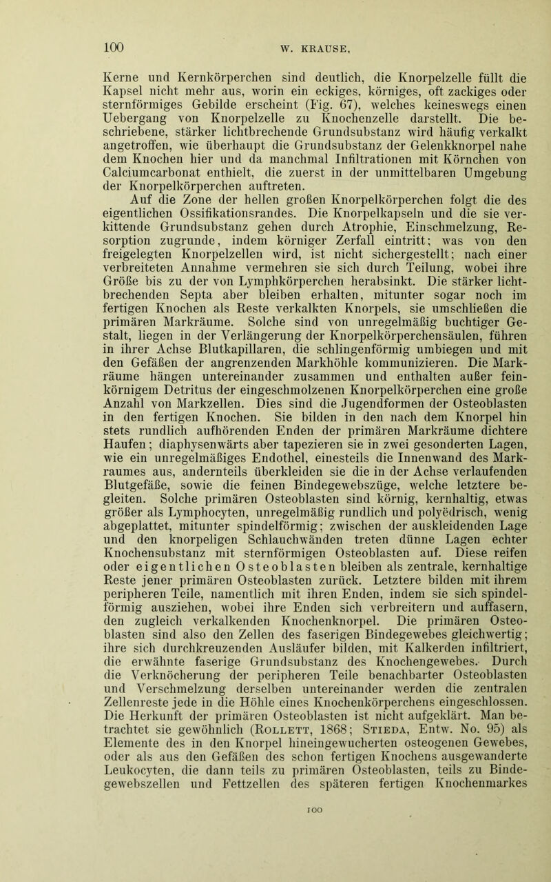 Kerne und Kernkörperchen sind deutlich, die Knorpelzelle füllt die Kapsel nicht mehr aus, worin ein eckiges, körniges, oft zackiges oder sternförmiges Gebilde erscheint (Fig. 67), welches keineswegs einen Uebergang von Knorpelzelle zu Knochenzelle darstellt. Die be- schriebene, stärker lichtbrechende Grundsubstanz wird häufig verkalkt angetroffen, wie überhaupt die Grundsubstanz der Gelenkknorpel nahe dem Knochen hier und da manchmal Infiltrationen mit Körnchen von Calciumcarbonat enthielt, die zuerst in der unmittelbaren Umgebung der Knorpelkörperchen auftreten. Auf die Zone der hellen großen Knorpelkörperchen folgt die des eigentlichen Ossifikationsrandes. Die Knorpelkapseln und die sie ver- kittende Grundsubstanz gehen durch Atrophie, Einschmelzung, Re- sorption zugrunde, indem körniger Zerfall eintritt; was von den freigelegten Knorpelzellen wird, ist nicht sichergestellt; nach einer verbreiteten Annahme vermehren sie sich durch Teilung, wobei ihre Größe bis zu der von Lymphkörperchen herabsinkt. Die stärker licht- brechenden Septa aber bleiben erhalten, mitunter sogar noch im fertigen Knochen als Reste verkalkten Knorpels, sie umschließen die primären Markräume. Solche sind von unregelmäßig buchtiger Ge- stalt, liegen in der Verlängerung der Knorpelkörperchensäulen, fuhren in ihrer Achse Blutkapillaren, die schlingenförmig umbiegen und mit den Gefäßen der angrenzenden Markhöhle kommunizieren. Die Mark- räume hängen untereinander zusammen und enthalten außer fein- körnigem Detritus der eingeschmolzenen Knorpelkörperchen eine große Anzahl von Markzellen. Dies sind die Jugendformen der Osteoblasten in den fertigen Knochen. Sie bilden in den nach dem Knorpel hin stets rundlich aufhörenden Enden der primären Markräume dichtere Haufen; diaphysenwärts aber tapezieren sie in zwei gesonderten Lagen, wie ein unregelmäßiges Endothel, einesteils die Innenwand des Mark- raumes aus, andernteils überkleiden sie die in der Achse verlaufenden Blutgefäße, sowie die feinen Bindegewebsziige, welche letztere be- gleiten. Solche primären Osteoblasten sind körnig, kernhaltig, etwas größer als Lymphocyten, unregelmäßig rundlich und polyedrisch, wenig abgeplattet, mitunter spindelförmig; zwischen der auskleidenden Lage und den knorpeligen Schlauchwänden treten dünne Lagen echter Knochensubstanz mit sternförmigen Osteoblasten auf. Diese reifen oder eigentlichen Osteoblasten bleiben als zentrale, kernhaltige Reste jener primären Osteoblasten zurück. Letztere bilden mit ihrem peripheren Teile, namentlich mit ihren Enden, indem sie sich spindel- förmig ausziehen, wobei ihre Enden sich verbreitern und auffasern, den zugleich verkalkenden Knochenknorpel. Die primären Osteo- blasten sind also den Zellen des faserigen Bindegewebes gleichwertig; ihre sich durchkreuzenden Ausläufer bilden, mit Kalkerden infiltriert, die erwähnte faserige Grundsubstanz des Knochengewebes.- Durch die Verknöcherung der peripheren Teile benachbarter Osteoblasten und Verschmelzung derselben untereinander werden die zentralen Zellenreste jede in die Höhle eines Knochenkörperchens eingeschlossen. Die Herkunft der primären Osteoblasten ist nicht aufgeklärt. Man be- trachtet sie gewöhnlich (Rollett, 1868; Stieda, Entw. No. 95) als Elemente des in den Knorpel hineingewucherten osteogenen Gewebes, oder als aus den Gefäßen des schon fertigen Knochens ausgewanderte Leukocyten, die dann teils zu primären Osteoblasten, teils zu Binde- gewebszellen und Fettzellen des späteren fertigen Knochenmarkes IOO