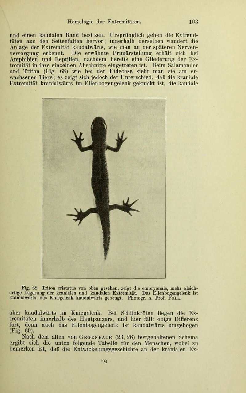 und einen kaudalen Rand besitzen. Ursprünglich gehen die Extremi- täten aus den Seitenfalten hervor; innerhalb derselben wandert die Anlage der Extremität kaudalwärts, wie man an der späteren Nerven- versorgung erkennt. Die erwähnte Primärstellung erhält sich bei Amphibien und Reptilien, nachdem bereits eine Gliederung der Ex- tremität in ihre einzelnen Abschnitte eingetreten ist. Beim Salamander und Triton (Fig. 68) wie bei der Eidechse sieht man sie am er- wachsenen Tiere; es zeigt sich jedoch der Unterschied, daß die kraniale Extremität kranialwärts im Ellenbogengelenk geknickt ist, die kaudale Fig. 68. Triton cristatus von oben gesehen, zeigt die embryonale, mehr gleich- artige Lagerung der kranialen und kaudalen Extremität. Das Ellenbogengelenk ist kranialwärts, das Kniegelenk kaudalwärts gebeugt. Photogr. n. Prof. Poll. aber kaudalwärts im Kniegelenk. Bei Schildkröten liegen die Ex- tremitäten innerhalb des Hautpanzers, und hier fällt obige Differenz fort, denn auch das Ellenbogengelenk ist kaudalwärts umgebogen (Fig. 69). Nach dem alten von Gegenbaur (23, 26) festgehaltenen Schema ergibt sich die unten folgende Tabelle für den Menschen, wobei zu bemerken ist, daß die Entwickelungsgeschichte an der kranialen Ex- 103