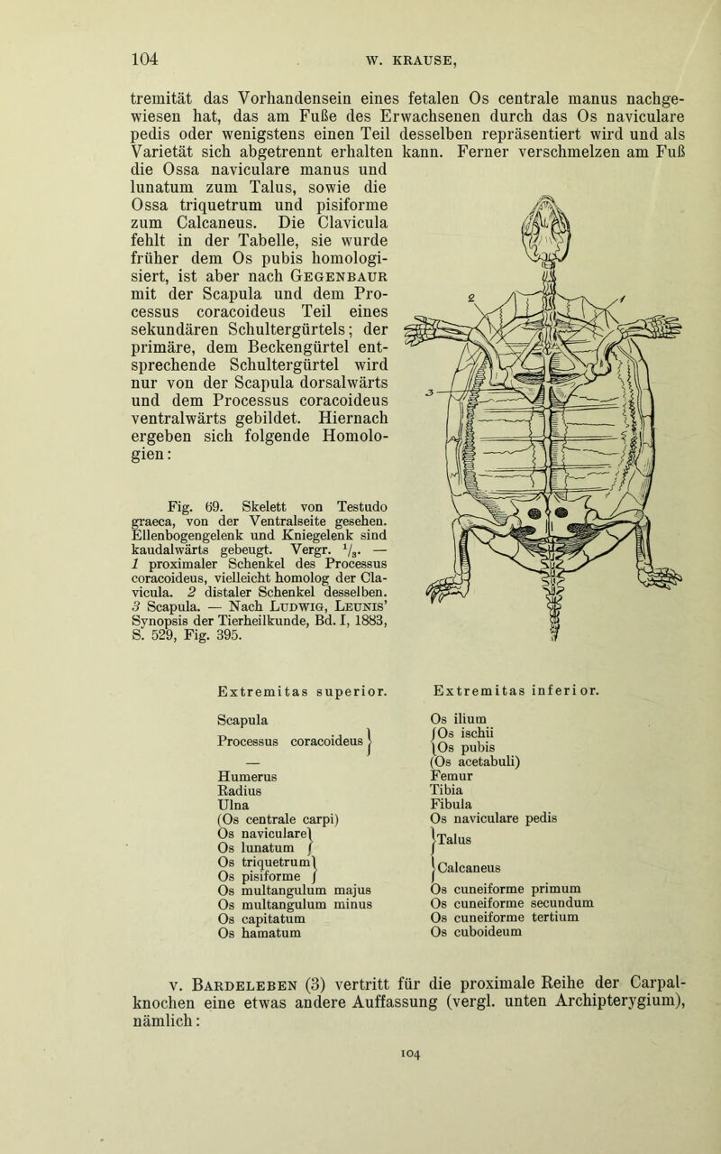 tremität das Vorhandensein eines fetalen Os centrale manus nachge- wiesen hat, das am Fuße des Erwachsenen durch das Os naviculare pedis oder wenigstens einen Teil Varietät sich abgetrennt erhalten die Ossa naviculare manus und lunatum zum Talus, sowie die Ossa triquetrum und pisiforme zum Calcaneus. Die Clavicula fehlt in der Tabelle, sie wurde früher dem Os pubis homologi- siert, ist aber nach Gegenbaur mit der Scapula und dem Pro- cessus coracoideus Teil eines sekundären Schultergürtels; der primäre, dem Beckengürtel ent- sprechende Schultergürtel wird nur von der Scapula dorsalwärts und dem Processus coracoideus ventralwärts gebildet. Hiernach ergeben sich folgende Homolo- gien: Fig. 69. Skelett von Testudo graeca, von der Ventralseite gesehen. Ellenbogengelenk und Kniegelenk sind kaudalwärts gebeugt. Vergr. 1/3. — 1 proximaler Schenkel des Processus coracoideus, vielleicht homolog der Cla- vicula. 2 distaler Schenkel desselben. 3 Scapula. — Nach Ludwig, Leunis’ Synopsis der Tierheilkunde, Bd. I, 1883, S. 529, Fig. 395. desselben repräsentiert wird und als kann. Ferner verschmelzen am Fuß Extremitas superior. Extremitas inferior. Scapula Processus coracoideus 1 / Humerus Radius Ulna (Os centrale carpi) Os naviculare) Os lunatum / Os triquetruml Os pisiforme J Os multangulum majus Os multangulum minus Os capitatum Os hamatum Os ilium 10s ischii \Os pubis (Os acetabuli) Femur Tibia Fibula Os naviculare pedis iTalus j Calcaneus Os cuneiforme primum Os cuneiforme secundum Os cuneiforme tertium Os cuboideum v. Bardeleben (3) vertritt für die proximale Reihe der Carpal- knochen eine etwas andere Auffassung (vergl. unten Archipterygium), nämlich: 104