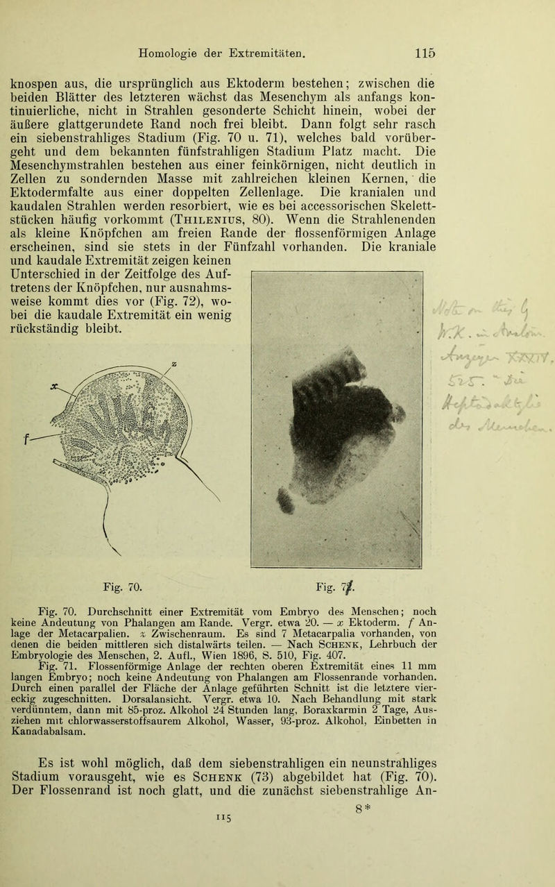 knospen aus, die ursprünglich aus Ektoderm bestehen; zwischen die beiden Blätter des letzteren wächst das Mesenchym als anfangs kon- tinuierliche, nicht in Strahlen gesonderte Schicht hinein, wobei der äußere glattgerundete Rand noch frei bleibt. Dann folgt sehr rasch ein siebenstraliliges Stadium (Fig. 70 u. 71), welches bald vorüber- geht und dem bekannten fünfstrahligen Stadium Platz macht. Die Mesenchymstrahlen bestehen aus einer feinkörnigen, nicht deutlich in Zellen zu sondernden Masse mit zahlreichen kleinen Kernen, die Ektodermfalte aus einer doppelten Zellenlage. Die kranialen und kaudalen Strahlen werden resorbiert, wie es bei accessorischen Skelett- stücken häufig vorkommt (Thilenius, 80). Wenn die Strahlenenden als kleine Knöpfchen am freien Rande der flossenförmigen Anlage erscheinen, sind sie stets in der Fünfzahl vorhanden. Die kraniale und kaudale Extremität zeigen keinen Unterschied in der Zeitfolge des Auf- * tretens der Knöpfchen, nur ausnahms- weise kommt dies vor (Fig. 72), wo- bei die kaudale Extremität ein wenig rückständig bleibt. cb-, Fig. 70. Fig. 7/. Fig. 70. Durchschnitt einer Extremität vom Embryo des Menschen; noch keine Andeutung von Phalangen am Rande. Vergr. etwa 20. — x Ektoderm, f An- lage der Metacarpalien. * Zwischenraum. Es sind 7 Metacarpalia vorhanden, von denen die beiden mittleren sich distalwärts teilen. — Nach Schenk, Lehrbuch der Embryologie des Menschen, 2. Aufl., Wien 1896, S. 510, Fig. 407. Fig. 71. Flossen förmige Anlage der rechten oberen Extremität eines 11 mm langen Embryo; noch keine Andeutung von Phalangen am Flossenrande vorhanden. Durch einen parallel der Fläche der Anlage geführten Schnitt ist die letztere vier- eckig zugeschnitten. Dorsalansicht. Vergr. etwa 10. Nach Behandlung mit stark verdünntem, dann mit 85-proz. Alkohol 24 Stunden lang, Boraxkarmin 2 Tage, Aus- ziehen mit chlorwasserstoffsaurem Alkohol, Wasser, 93-proz. Alkohol, Einbetten in Kanadabalsam. Es ist wohl möglich, daß dem siebenstrahligen ein neunstraliliges Stadium vorausgeht, wie es Schenk (73) abgebildet hat (Fig. 70). Der Flossenrand ist noch glatt, und die zunächst siebenstrahlige An-