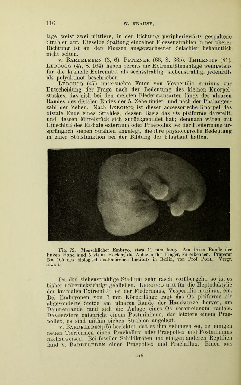 läge weist zwei mittlere, in der Richtung peripheriewärts gespaltene Strahlen auf. Dieselbe Spaltung einzelner Flossenstrahlen in peripherer Richtung ist an den Flossen ausgewachsener Selacliier bekanntlich nicht selten. v. Bardeleben (3, 6), Pfitzner (66, S. 365), Thilenius (81), Leboucq (47, S. 164) haben bereits die Extremitätenanlage wenigstens für die kraniale Extremität als sechsstrahlig, siebenstrahlig, jedenfalls als polyaktinot beschrieben. Leboucq (47) untersuchte Feten von Vespertilio murinus zur Entscheidung der Frage nach der Bedeutung des kleinen Knorpel- stückes, das sich bei den meisten Fledermausarten längs des ulnaren Randes des distalen Endes der 5. Zehe findet, und nach der Phalangen- zahl der Zehen. Nach Leboucq ist dieser accessorische Knorpel das distale Ende eines Strahles, dessen Basis das Os pisiforme darstellt, und dessen Mittelstück sich zurückgebildet hat; demnach wären mit Einschluß des Radiale externum oder Praepollex bei der Fledermaus ur- sprünglich sieben Strahlen angelegt, die ihre physiologische Bedeutung in einer Stützfunktion bei der Bildung der Flughaut hatten. Fig. 72. Menschlicher Embryo, etwa 11 mm lang. Am freien Rande der linken Hand sind 5 kleine Höcker, die Anlagen der Finger, zu erkennen. Präparat No. 165 des biologisch-anatomischen Instituts in Berlin, von Prof. Poll. Vergr. etwa 5. Da das siebenstrahlige Stadium sehr rasch vorübergeht, so ist es bisher unberücksichtigt geblieben. Leboucq tritt für die Heptadaktylie der kranialen Extremität bei der Fledermaus, Vespertilio murinus, ein. Bei Embryonen von 7 mm Körperlänge ragt das Os pisiforme als abgesonderte Spitze am ulnaren Rande der Handwurzel hervor, am Daumenrande fand sich die Anlage eines Os sesamoideum radiale. Das- erstere entspricht einem Postminimus, das letztere einem Prae- pollex, es sind mithin sieben Strahlen angelegt. v. Bardeleben, (5) berichtet, daß es ihm gelungen sei, bei einigen neuen Tierformen einen Praehallux oder Praepollex und Postminimus nachzuweisen. Bei fossilen Schildkröten und einigen anderen Reptilien fand v. Bardeleben einen Praepollex und Praehallux. Einen aus 116