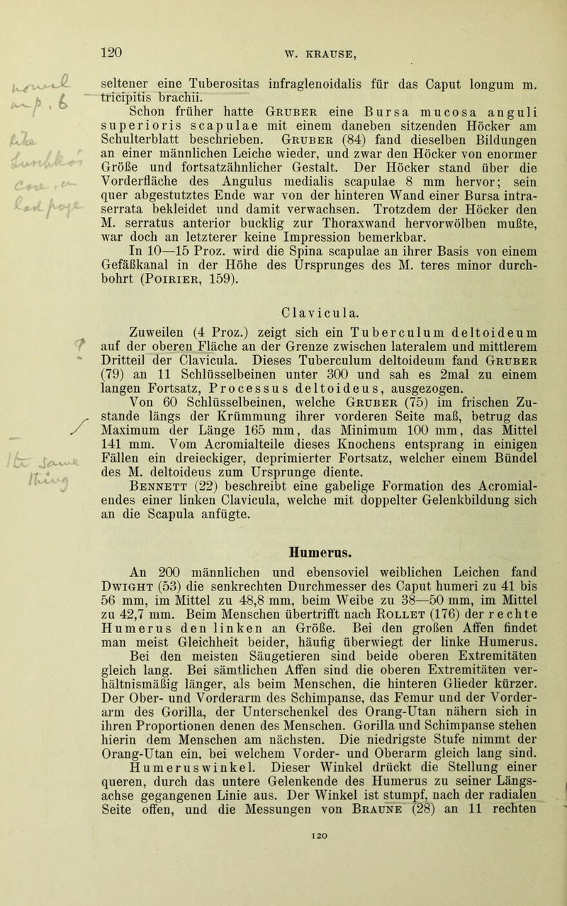 seltener eine Tuberositas infraglenoidalis für das Caput longum m. tricipitis brachii. Schon früher hatte Gruber eine Bursa mucosa anguli superioris scapulae mit einem daneben sitzenden Höcker am Schulterblatt beschrieben. Gruber (84) fand dieselben Bildungen an einer männlichen Leiche wieder, und zwar den Höcker von enormer Größe und fortsatzähnlicher Gestalt. Der Höcker stand über die Vorderfläche des Angulus medialis scapulae 8 mm hervor; sein quer abgestutztes Ende war von der hinteren Wand einer Bursa intra- serrata bekleidet und damit verwachsen. Trotzdem der Höcker den M. serratus anterior bucklig zur Thoraxwand hervorwölben mußte, war doch an letzterer keine Impression bemerkbar. In 10—15 Proz. wird die Spina scapulae an ihrer Basis von einem Gefäßkanal in der Höhe des Ursprunges des M. teres minor durch- bohrt (Poirier, 159). Clavicula. 'Ix Zuweilen (4 Proz.) zeigt sich ein Tuberculum deltoideum auf der oberen Fläche an der Grenze zwischen lateralem und mittlerem Dritteil der Clavicula. Dieses Tuberculum deltoideum fand Gruber (79) an 11 Schlüsselbeinen unter 300 und sah es 2mal zu einem langen Fortsatz, Processus deltoideus, ausgezogen. Von 60 Schlüsselbeinen, welche Gruber (75) im frischen Zu- stande längs der Krümmung ihrer vorderen Seite maß, betrug das Maximum der Länge 165 mm, das Minimum 100 mm, das Mittel 141 mm. Vom Acromialteile dieses Knochens entsprang in einigen Fällen ein dreieckiger, deprimierter Fortsatz, welcher einem Bündel des M. deltoideus zum Ursprünge diente. Bennett (22) beschreibt eine gabelige Formation des Acromial- endes einer linken Clavicula, welche mit doppelter Gelenkbildung sich an die Scapula anfügte. Humerus. An 200 männlichen und ebensoviel weiblichen Leichen fand Dwight (53) die senkrechten Durchmesser des Caput humeri zu 41 bis 56 mm, im Mittel zu 48,8 mm, beim Weibe zu 38—50 mm, im Mittel zu 42,7 mm. Beim Menschen übertrifft nach Rollet (176) der rechte Humerus den linken an Größe. Bei den großen Affen findet man meist Gleichheit beider, häufig überwiegt der linke Humerus. Bei den meisten Säugetieren sind beide oberen Extremitäten gleich lang. Bei sämtlichen Affen sind die oberen Extremitäten ver- hältnismäßig länger, als beim Menschen, die hinteren Glieder kürzer. Der Ober- und Vorderarm des Schimpanse, das Femur und der Vorder- arm des Gorilla, der Unterschenkel des Orang-Utan nähern sich in ihren Proportionen denen des Menschen. Gorilla und Schimpanse stehen hierin dem Menschen am nächsten. Die niedrigste Stufe nimmt der Orang-Utan ein. bei welchem Vorder- und Oberarm gleich lang sind. Humeruswinkel. Dieser Winkel drückt die Stellung einer queren, durch das untere Gelenkende des Humerus zu seiner Längs- achse gegangenen Linie aus. Der Winkel ist stumpf, nach der radialen Seite offen, und die Messungen von Braune (28) an 11 rechten 120