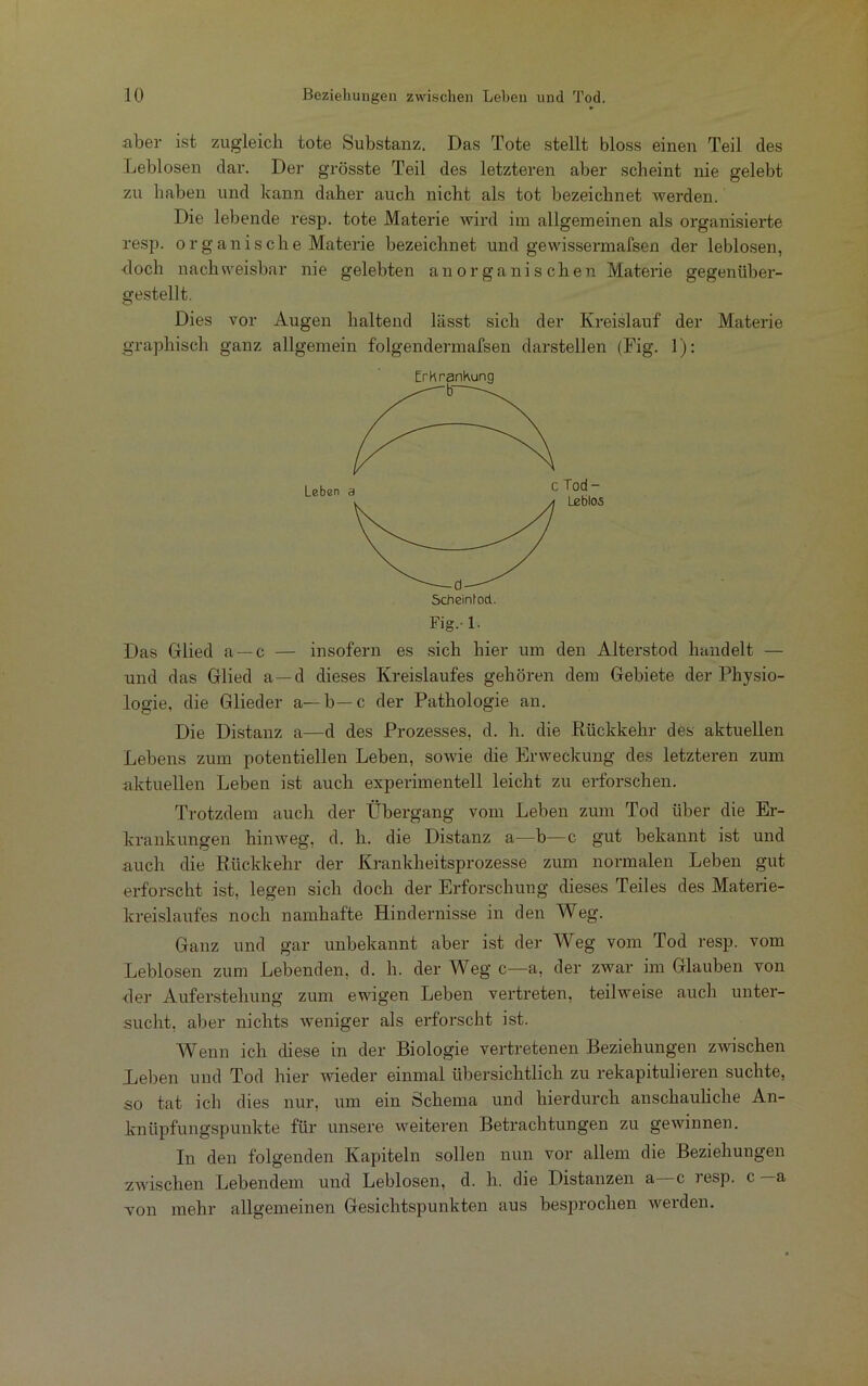 aber ist zugleich tote Substanz. Das Tote stellt bloss einen Teil des Leblosen dar. Der grösste Teil des letzteren aber scheint nie gelebt zu haben und kann daher auch nicht als tot bezeichnet werden. Die lebende resp. tote Materie wird im allgemeinen als organisierte resp. organische Materie bezeichnet und gewissermafsen der leblosen, -doch nachweisbar nie gelebten anorganischen Materie gegenüber- gestellt. Dies vor Augen haltend lässt sich der Kreislauf der Materie graphisch ganz allgemein folgendermafsen darstellen (Fig. 1): Fig.-l. Das Glied a —c — insofern es sich hier um den Alterstod handelt — und das Glied a—d dieses Kreislaufes gehören dem Gebiete der Physio- logie, die Glieder a— b— c der Pathologie an. Die Distanz a—d des Prozesses, d. h. die Rückkehr des aktuellen Lebens zum potentiellen Leben, sowie die Erweckung des letzteren zum aktuellen Leben ist auch experimentell leicht zu erforschen. Trotzdem auch der Übergang vom Leben zum Tod über die Er- krankungen hinweg, d. h. die Distanz a—b—c gut bekannt ist und auch die Rückkehr der Krankheitsprozesse zum normalen Leben gut erforscht ist, legen sich doch der Erforschung dieses Teiles des Materie- kreislaufes noch namhafte Hindernisse in den Weg. Ganz und gar unbekannt aber ist der Weg vom Tod resp. vom Leblosen zum Lebenden, d. h. der Weg c—a, der zwar im Glauben von ■der Auferstehung zum ewigen Leben vertreten, teilweise auch unter- sucht, aber nichts weniger als erforscht ist. Wenn ich diese in der Biologie vertretenen Beziehungen zwischen Leben und Tod hier wieder einmal übersichtlich zu rekapitulieren suchte, so tat ich dies nur, um ein Schema und hierdurch anschauliche An- knüpfungspunkte für unsere weiteren Betrachtungen zu gewinnen. In den folgenden Kapiteln sollen nun vor allem die Beziehungen zwischen Lebendem und Leblosen, d. h. die Distanzen a c resp. c —a von mehr allgemeinen Gesichtspunkten aus besprochen werden.