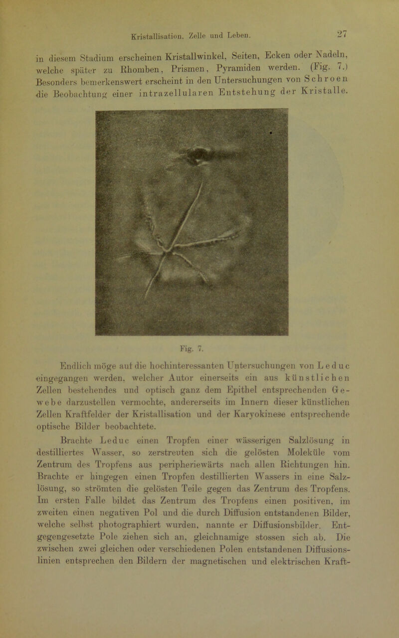 in diesem Stadium erscheinen Kristallwinkel, Seiten, Ecken oder Nadeln, welche später zu Rhomben. Prismen, Pyramiden werden. (Fig- 7.) Besonders bemerkenswert erscheint in den Untersuchungen von Schi oen die Beobachtung einer intrazellularen Entstehung dei Kiistalle. Fig. 7. Endlich möge aut die hochinteressanten Untersuchungen von L ed uc •eingegangen werden, welcher Autor einerseits ein aus künstlichen Zellen bestehendes und optisch ganz dem Epithel entsprechenden Ge- webe darzustellen vermochte, andererseits im Innern dieser künstlichen Zellen Kraftfelder der Kristallisation und der Karvokinese entsprechende optische Bilder beobachtete. Brachte Leduc einen Tropfen einer wässerigen Salzlösung in destilliertes Wasser, so zerstreuten sich die gelösten Moleküle vom Zentrum des Tropfens aus peripheriewärts nach allen Richtungen hin. Brachte er hingegen einen Tropfen destillierten Wassers in eine Salz- lösung, so strömten die gelösten Teile gegen das Zentrum des Tropfens. Im ersten Falle bildet das Zentrum des Tropfens einen positiven, im zweiten einen negativen Pol und die durch Diffusion entstandenen Bilder, welche seihst photographiert wurden, nannte er Diffusionsbilder. Ent- gegengesetzte Pole ziehen sich an, gleichnamige stossen sich ab. Die zwischen zwei gleichen oder verschiedenen Polen entstandenen Diffusions- linien entsprechen den Bildern der magnetischen und elektrischen Kraft-