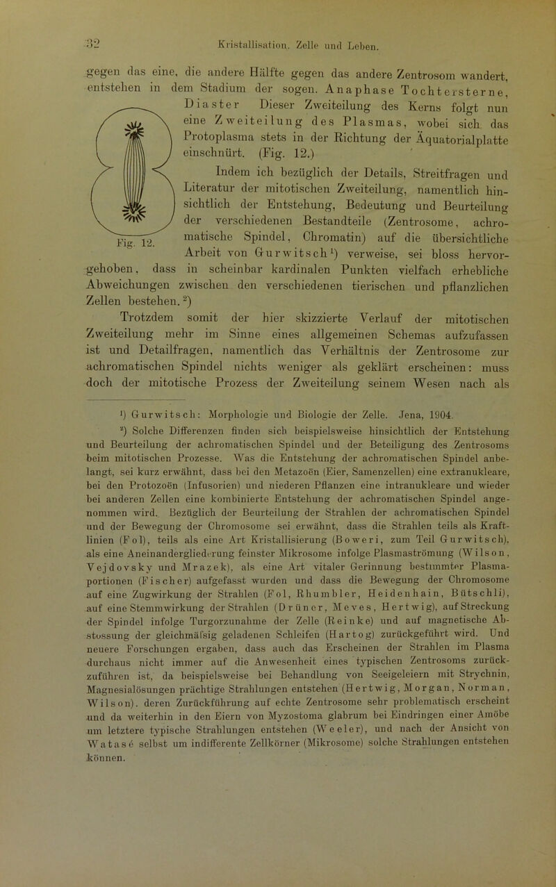 gegen das eine, die andere Hälfte gegen das andere Zentrosom wandert, entstehen in dem Stadium der sogen. Anaphase Tochter Sterne. L) 1 a s t e 1 Dieser Zweiteilung des Iverns folgt nun eine Zweiteilung des Plasmas, wobei sich das Protoplasma stets in der Richtung der Äquatorialplatte einschnürt. (Fig. 12.) Indem ich bezüglich der Details, Streitfragen und Literatur der mitotischen Zweiteilung, namentlich hin- sichtlich der Entstehung, Bedeutung und Beurteilung der verschiedenen Bestandteile (Zentrosome, achro- matische Spindel, Chromatin) auf die übersichtliche Arbeit von Gur witsch1) verweise, sei bloss hervor- in scheinbar kardinalen Punkten vielfach erhebliche Abweichungen zwischen den verschiedenen tierischen und pflanzlichen Zellen bestehen.2) Trotzdem somit der hier skizzierte Verlauf der mitotischen Zweiteilung mehr im Sinne eines allgemeinen Schemas aufzufassen ist und Detailfragen, namentlich das Verhältnis der Zentrosome zur achromatischen Spindel nichts weniger als geklärt erscheinen: muss doch der mitotische Prozess der Zweiteilung seinem Wesen nach als Fig. 12. gehoben. dass J) Gurwitsch: Morphologie und Biologie der Zelle. Jena, 1904. 2) Solche Differenzen finden sich beispielsweise hinsichtlich der Entstehung und Beurteilung der achromatischen Spindel und der Beteiligung des Zentrosoms beim mitotischen Prozesse. Was die Entstehung der achromatischen Spindel anbe- langt, sei kurz erwähnt, dass bei den Metazoen (Eier, Samenzellen) eine extranukleare, bei den Protozoen (Infusorien) und niederen Pflanzen eine intranukleare und wieder bei anderen Zellen eine kombinierte Entstehung der achromatischen Spindel ange- nommen wird. Bezüglich der Beurteilung der Strahlen der achromatischen Spindel und der Bewegung der Chromosome sei erwähnt, dass die Strahlen teils als Kraft- linien (Fol), teils als eine Art Kristallisierung (Boweri, zum Teil Gurwitsch), als eine Aneinandergliedi-rung feinster Mikrosome infolge Plasmaströmung (Wilson, Vejdovsky und Mrazek), als eine Art vitaler Gerinnung bestimmter Plasma- portionen (Fischer) aufgefasst wurden und dass die Bewegung der Chromosome auf eine Zugwirkung der Strahlen (Fol, Rhu mb ler, Heidenhain, Bütsclili), auf eine Stemmwirkung der Strahlen (Drüner, Meves, Hertwig), auf Streckung der Spindel infolge Turgorzunahme der Zelle (Reinke) und auf magnetische Ab- stossung der gleichmäfsig geladenen Schleifen (Hartog) zurückgeführt wird. Und neuere Forschungen ergaben, dass auch das Erscheinen der Strahlen im Plasma durchaus nicht immer auf die Anwesenheit eines typischen Zentrosoms zurück- zuführen ist, da beispielsweise bei Behandlung von Seeigeleiern mit Strychnin, Magnesialösungen prächtige Strahlungen entstehen (Hertwig, Morgan, Norman, Wilson), deren Zurückführung auf echte Zentrosome sehr problematisch erscheint und da weiterhin in den Eiern von Myzostoma glabrum bei Eindringen einer Amöbe um letztere typische Strahlungen entstehen (Weeler), und nach der Ansicht von Watase selbst um indifferente Zellkörner (Mikrosome) solche Strahlungen entstehen können.