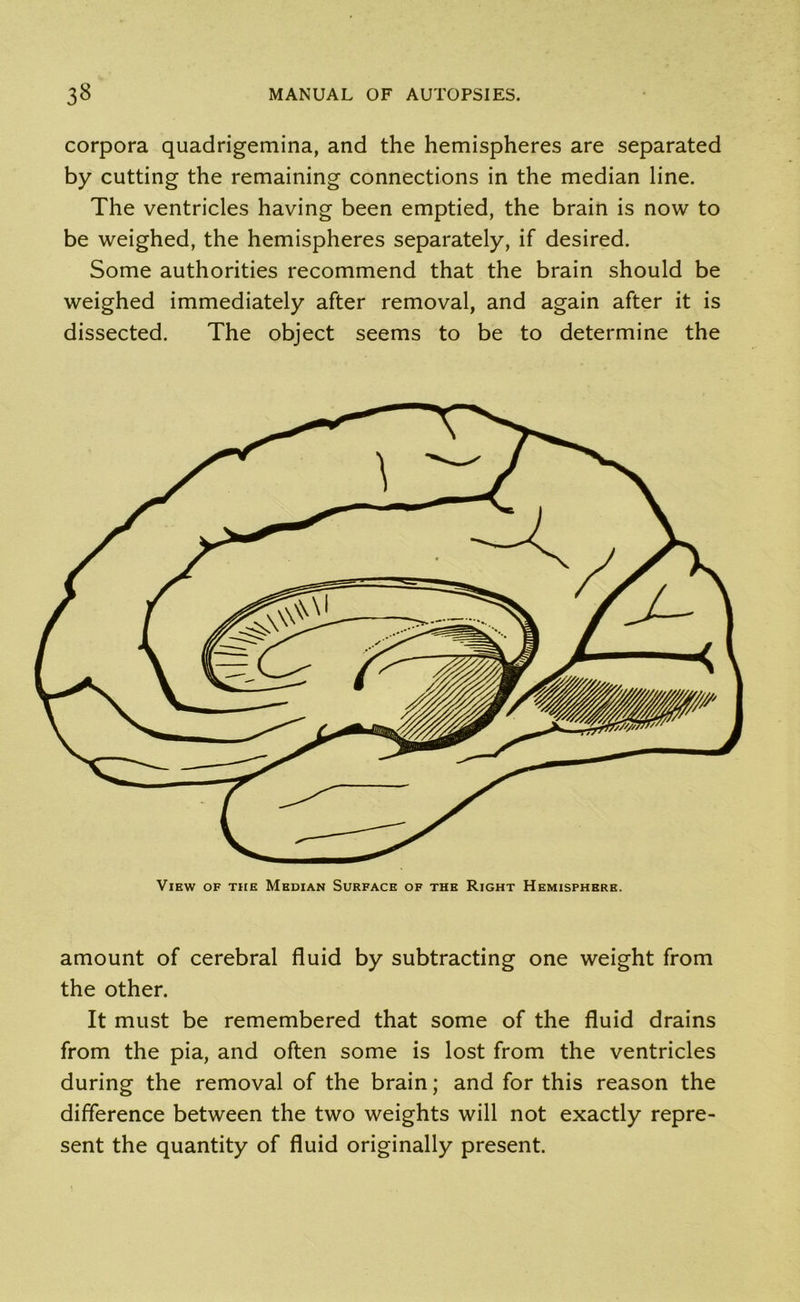 corpora quadrigemina, and the hemispheres are separated by cutting the remaining connections in the median line. The ventricles having been emptied, the brain is now to be weighed, the hemispheres separately, if desired. Some authorities recommend that the brain should be weighed immediately after removal, and again after it is dissected. The object seems to be to determine the View of the Median Surface of the Right Hemisphere. amount of cerebral fluid by subtracting one weight from the other. It must be remembered that some of the fluid drains from the pia, and often some is lost from the ventricles during the removal of the brain; and for this reason the difference between the two weights will not exactly repre- sent the quantity of fluid originally present.