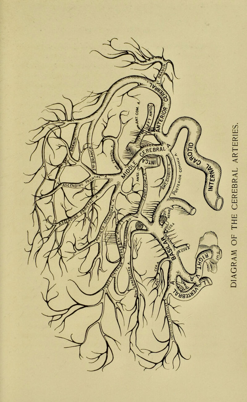 DIAGRAM OF THE CEREBRAL ARTERIES.