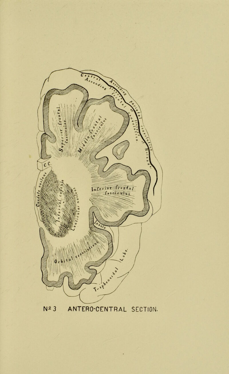 N- 3 ANTERO-CENTRAL SECTION.
