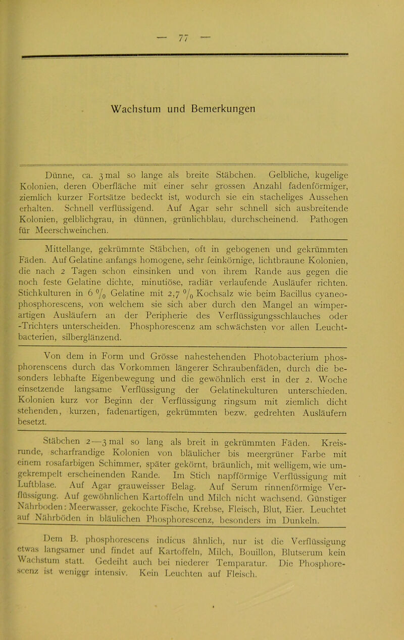 Wachstum und Bemerkungen Dünne, ca. 3 mal so lange als breite Stäbchen. Gelbliche, kugelige Kolonien, deren Oberfläche mit einer sehr grossen Anzahl fadenförmiger, ziemlich kurzer Fortsätze bedeckt ist, wodurch sie ein stacheliges Aussehen erhalten. Schnell verflüssigend. Auf Agar sehr schnell sich ausbreitende Kolonien, gelblichgrau, in dünnen, grünlichblau, durchscheinend. Pathogen für Meerschweinchen. Mittellange, gekrümmte Stäbchen, oft in gebogenen und gekrümmten Fäden. Auf Gelatine anfangs homogene, sehr feinkörnige, lichtbraune Kolonien, die nach 2 Tagen schon einsinken und von ihrem Rande aus gegen die noch feste Gelatine dichte, minutiöse, radiär \-erlaufende Ausläufer richten. Stichkulturen in 6 ®/q Gelatine mit 2,7 Kochsalz wie beim Bacillus cyaneo- phosphorescens, von welchem sie sich aber durch den Mangel an wimper- artigen Ausläufern an der Peripherie des Verflüssigungsschlauches oder -Trichters unterscheiden. Phosphorescenz am schwächsten vor allen Leucht- bacterien, silberglänzend. Von dem in Form und Grösse nahestehenden Photobacterium phos- phorenscens durch das Vorkommen längerer Schraubenfäden, durch die be- sonders lebhafte Eigenbewegung und die gewöhnlich erst in der 2. Woche einsetzende langsame Verflüssigung der Gelatinekulturen unterschieden. Kolonien kurz vor Beginn der Verflüssigung ringsum mit ziemlich dicht stehenden, kurzen, fadenartigen, gekrümmten bezw. gedrehten Ausläufern besetzt. Stäbchen 2—3 mal so lang als breit in gekrümmten Fäden. Kreis- runde, scharfrandige Kolonien von bläulicher bis meergrüner Farbe mit einem rosafarbigen Schimmer, später gekörnt, bräunlich, mit welligem, wie um- gekrempelt erscheinenden Rande. Im Stich napfförmige Verflüssigung mit Luftblase. Auf Agar grauweisser Belag. Auf Serum rinnenförmige Ver- flüssigung. Auf gewöhnlichen Kartoffeln und Milch nicht wachsend. Günstiger Nährboden: Meerwasser, gekochte Fische, Krebse, Fleisch, Blut, Eier. Leuchtet auf Nährböden in bläulichen Phosphorescenz, besonders im Dunkeln. Dem B. phosphorescens Indiens ähnlich, nur ist die Verflüssigung etwas langsamer und findet auf Kartoffeln, Milch, Bouillon, Blutserum kein Wachstum statt. Gedeiht auch bei niederer Temparatur. Die Phosphore- scenz ist weniger intensiv. Kein Leuchten auf Flei.sch.