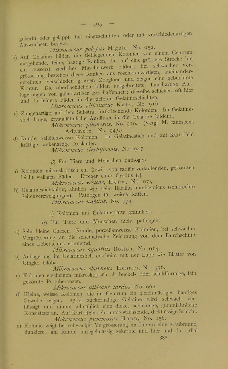 5Q5 gekerbt oder gelappt, tief eingeschnitten oder mit verschiedenartigen Auswüchsen besetzt. Mikrococcus polypus Migula, No. 952. b) Auf Celaliuc bilden die tiefliegenden Kobmen von ausgehende, feine, haarige Ranken, die auf eine grossere . dn äusserit rierlid.es Masd.emverk bilden; bei schwacher Vei- vrösserang bestehen diese Ranken aus rosenbranzarl.gen, aneinanc ei- Sereihten verschieden grossen Zoogben und zeigen eure gebuchtete Kontur Die oberflächlichen bilden ausgebreitele, hauchaitige Auf- bger“gen von gallertartiger Beschaffenheit; dieselbe schicken oft hier und da feinere Fäden in die tieferen Gelatineschichten. Mikrococctcs viticulosus Katz, No. 91Ö. c) Zungenartige, auf dem Substrat fortkriechende Kolonien. Im Gelatine- ^ stich lange, kr>'stallähnliche Ausläufer m die Gelatine bildend. Mikrococcus phmosus, No. 919- (Vergh M. canescens Adametz, No. 945-) . n- 1 d) Runde, gelblichweisse Kolonien. Im Gelatmestich und auf ar o e n J<räftige rankenartige Ausläufer. Mikrococcus cirrhiformis, No. 947- a) b) P) Für Tiere und Menschen pathogen. Kolonien mikroskopisch ein Gewirr von radiär verlaufenden, gekörnten leicht welligen Fäden. Erreger einer Cystitis (?). Mikrococcus vesicae, Heim, No. 973. Gelatinestichkultur, ähnlich wie beim Bacillus murisepticus (senkrechte Seitenverzweigungen). Pathogen für weisse Ratten. Mikrococcus nubilus, No. 974. 2) Kolonien auf Gelatineplatte granuliert. a) Für Tiere und Menschen nicht pathogen. a) Sehr kleine Coccen. Runde, porzellanweisse Kolonien, bei schwacher Vergrösserung an die schematische Zeichnung von dem Durchschnitt eines Leberacinus erinnernd. Mikrococcus aquatilis Bolton, No. 914. b) Auflagerung im Gelatinestich erscheint mit der Lupe wie Blätter von Gingko biloba. Mikrococcus eburncus Henrici, No. 936. c) Kolonien erscheinen mikiiiskopisch als buckel- oder schildföimige, fein gekörnte Proluberanzen. Mikrococcus albicans tardics, No. 962. d) Kleine, weisse Kolonien, die im Centruin ein gleich massiges, haariges Gewebe zeigen. 25^/0 zuckerhaltige Gelatine wird schwach ver- flüssigt und nimmt allmählich eine dicke, schleimige, gummiähnlichc Konsistenz an. Auf Kartoffeln sehr üppig wachsende, dickflüssige Schicht. Mikrococcus gunnnosus Happ, No. 1)56. c) Kolonie zeigt bei schwacher Vcrgn'isscrung im Innern eine graubraune, dunklere, am Rande unregelmässig gekerbte und hier und da radial 38*