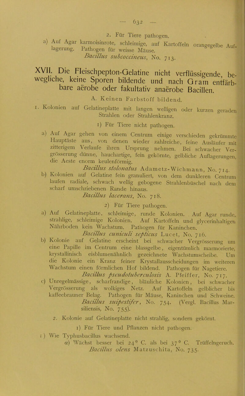 2. Für Tiere pathogen. a) Auf Agar karmoisinrote, schleimige, auf Kartoffeln lagerung. Pathogen für weisse Mäuse. Bacillus szibcoccineus, No. 713. orangegelbe Auf- XVII Die Fleischpepton-Gelatine nicht verflüssigende be- wegliche, keine Sporen bildende und nach Gram entfärb- ■ bare aerobe oder fakultativ anaerobe Bacillen. ' A. Keinen Farbstoff bildend. I. Kolonien auf Gelatineplatte mit langen welligen oder kurzen geraden I Strahlen oder Strahlenkranz. I i) Für Tiere nicht pathogen. a) Auf Agar gehen von einem Centrum einige verschieden gekrümmte ^ HauiAäste aus, von denen wieder zahlreiche, feine Ausläufer mit zitterigem Verlaufe ihren Ursprung nehmen. Bei schwacher Ver- grüsserung dünne, hauchartige, fein gekörnte, gelbliche Auflagerungen, die Aeste enorm keulenfonni«-. ° Baeühes stolonahis Kd-dmetz-\Nichma.nn, b) Kolonien auf Gelatine fein granuliert, von dem dunkleren Centrum ] laufen radiale, schwach wellig gebogene Strahlenbüschel nach dem ; scharf umschriebenen Rande hinaus. j Bacillus lacerans, No. 718. ] 2) Für Tiere pathogen. j a) Auf Gelatineplatte, schleimige, runde Kolonien. Auf Agar runde, ! strahlige, schleimige Kolonien. Auf Kartoffeln und glycerinhaltigen I Nährboden kein Wachstum. Pathogen für Kaninchen. j Bacillus cuniculi seplictts Luc et, No. 716. ! b) Kolonie auf Gelatine erscheint bei schwacher Vergrösserung um • i eine Papille im Centrum eine blassgelbe, eigentümlich marmorierte, ■ i krystallinisch eisblumenähnlich gezeichnete Wachstumscheibe. Um ' die Kolonie ein Kranz feiner Krvstallausscheidungen im weiteren ■ i Wachstum einen förmlichen Hof bildend. Pathogen für Nagetiere. Bacillus pscudotubcrculosis A. Pfeiffer, No. 717. c) Unregelmässige, scharfrandige, bläuliche Kolonien, bei schwacher Vergrösserung als wolkiges Netz. Auf Karüjffeln gelblicher bis kaffeebrauner Belag. Pathogen für Mäuse, Kaninchen und Schweine. Bacillus suipestifer, No. 754. (Vergl. Bacillus Mar- siliensis, No. 755). 2. Kolonie auf Gelatineplatte nicht strahlig, sondern gekörnt, i) Für Tiere und Pflanzen nicht i^athogen. c) Wie Ty]rhusbacillus wachsend. a) Wächst besser bei 24” C. als bei 37° C. Trüffelngeruch.