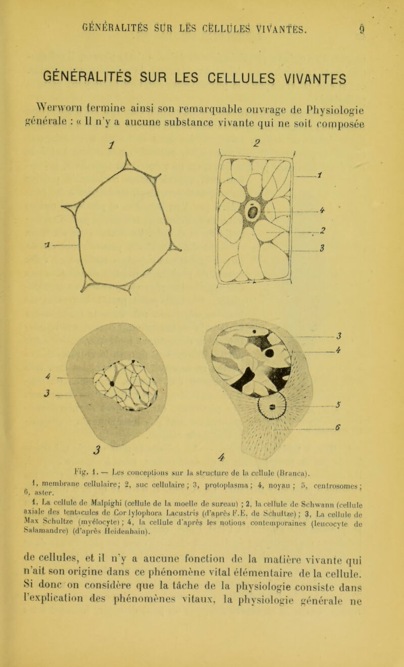 GÉNÉRALITÉS SUR LES CELLULES VIVANTES Wenvorn termine ainsi son remarquable ouvrage de Physiologie générale : « Il n’y a aucune substance vivante qui ne soit composée I ' ' *9». ^ , A 5 6 Eig. 1. — Les coiicej>Lions sur la structure de la cellule (Branca). 1, membrane cellulaire; 2, suc cellulaire; 3, protoplasma; 4, noyau; 3, centrosomes; 6. aster. i. La cellule de Malpighi (cellule de la moelle de sureau) ; 2, la cellule de Schwann (cellule axiale des tentacules de Cor lylophora Lacustris (d'après F.E. de Schultse) ; 3, La cellule de Max Schultze (myélocyte); 4, la cellule d'après les notions contemporaines (leucocvte de Salamandre) (d’après Heidenhain). de cellules, et il n’y a aucune fonction de la matière vivante qui n’ait son origine dans ce phénomène vital élémentaire de la cellule. Si donc on considère que la tâche de la physiologie consiste dans l’explication des phénomènes vitaux, la physiologie générale ne