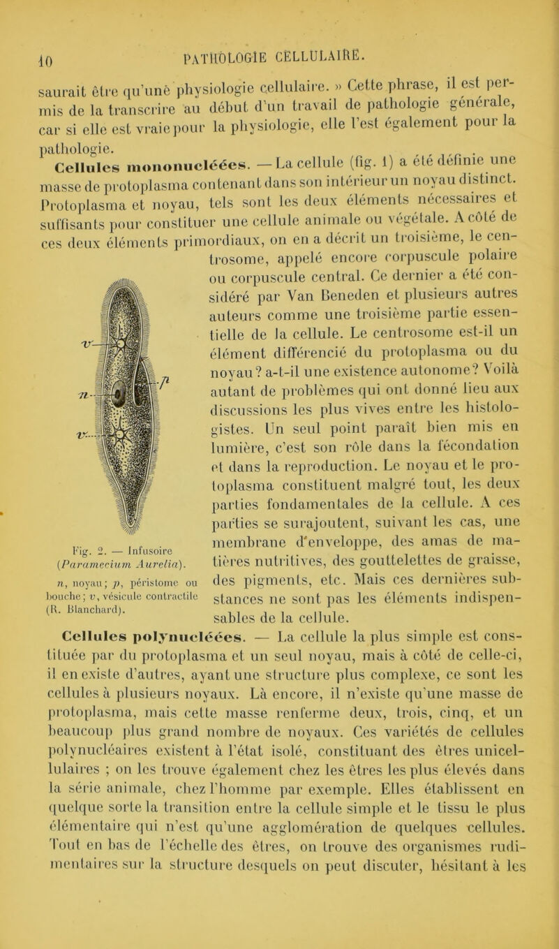 71-S v'-S jo pathologie cellulaire. saurait être qu’une physiologie cellulaire. » Cette phrase, il est per- mis de la transcrire au début d’un travail de pathologie generale, car si elle est vraie pour la physiologie, elle l’est également pour la pathologie. . Cellules mononucléées. — La cellule (fig. 1) a été definie une masse de protoplasma contenant dans son intérieur un noyau distinct. Protoplasma et noyau, tels sont les deux éléments nécessaires et suffisants pour constituer une cellule animale ou végétale. A coté de ces deux éléments primordiaux, on en a décrit un troisième, le cen- trosome, appelé encore corpuscule polaire ou corpuscule central. Ce dernier a été con- sidéré par Van Beneden et plusieurs autres auteurs comme une troisième partie essen- tielle de la cellule. Le centrosome est-il un élément différencié du protoplasma ou du noyau? a-t-il une existence autonome? Voilà autant de problèmes qui ont donné lieu aux discussions les plus vives entre les histolo- gistes. Un seul point paraît bien mis en lumière, c’est son rôle dans la fécondation et dans la reproduction. Le noyau et le pro- toplasma constituent malgré tout, les deux- parties fondamentales de la cellule. À ces parties se surajoutent, suivant les cas, une membrane d'enveloppe, des amas de ma- tières nutritives, des gouttelettes de graisse, des pigments, etc. Mais ces dernières sub- stances ne sont pas les éléments indispen- sables de la cellule. Cellules polynueléées. — La cellule la plus simple est cons- tituée par du protoplasma et un seul noyau, mais à côté de celle-ci, il en existe d’autres, ayant une structure plus complexe, ce sont les cellules à plusieurs noyaux. Là encore, il n’existe qu’une masse de protoplasma, mais cette masse renferme deux, trois, cinq, et un beaucoup plus grand nombre de noyaux. Ces variétés de cellules polynucléaires existent à l’état isolé, constituant des êtres unicel- lulaires ; on les trouve également chez les êtres les plus élevés dans la série animale, chez l’homme par exemple. Elles établissent en quelque sorte la transition entre la cellule simple et le tissu le plus élémentaire qui n’est qu’une agglomération de quelques cellules, fout en bas de l’échelle des êtres, on trouve des organismes rudi- mentaires sur la structure desquels on peut discuter, hésitant à les Fig. 2. — Infusoire (Paramccium Aurélia). n, noyau; p, péristome ou Fouché; v, vésicule contractile (R. Blanchard).