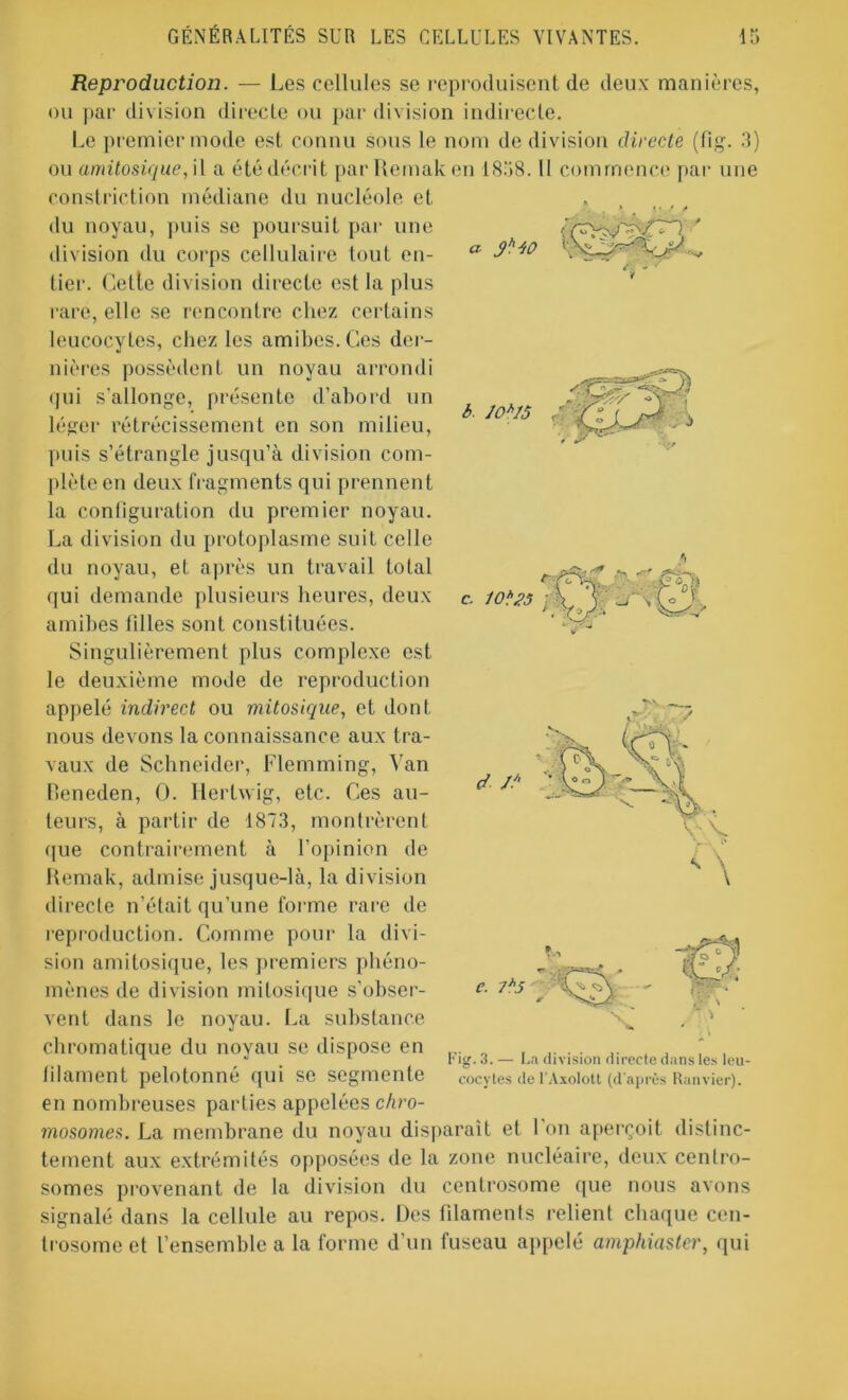 Reproduction. — Les cellules se reproduisent de deux manières, ou par division directe ou par division indirecte. Le premier mode est connu sous le nom de division directe (fig. 3) ou amitosique, il a été décrit par Remak en 1858. Il commence par une constriction médiane du nucléole et * i • / A du noyau, puis se poursuit par une division du corps cellulaire tout en- tier. Cette division directe est la plus rare, elle se rencontre chez certains leucocytes, chez les amibes. Ces der- nières possèdent un noyau arrondi qui s'allonge, présente d’abord un t a J* 50 c. 10*25 et //' b. 10*15 léger rétrécissement en son milieu, puis s’étrangle jusqu’à division com- plète en deux fragments qui prennent la configuration du premier noyau. La division du protoplasme suit celle du noyau, et après un travail total qui demande plusieurs heures, deux amibes filles sont constituées. Singulièrement plus complexe est le deuxième mode de reproduction appelé indirect ou mitosique, et dont nous devons la connaissance aux tra- vaux de Schneider, Flemming, Van Reneden, O. Iierlwig, etc. Ces au- teurs, à partir de 1873, montrèrent ([ue contrairement à l’opinion de Remak, admise jusque-là, la division directe n’était qu’une forme rare de reproduction. Comme pour la divi- sion amitosique, les premiers phéno- mènes de division mitosique s'obser- vent dans le noyau. La substance chromatique du noyau se dispose en filament pelotonné qui se segmente en nombreuses parties appelées chro- mosomes. La membrane du noyau disparait et 1 on aperçoit distinc- tement aux extrémités opposées de la zone nucléaire, deux centro- somes provenant de la division du centrosome que nous avons signalé dans la cellule au repos. Des filaments relient chaque cen- trosome et l’ensemble a la forme d’un fuseau appelé amphiaster, qui e. 1*5 :*3ê Fig. 3. — La division directe dans les leu- cocytes de l’Axolott (d'après Ranvier).