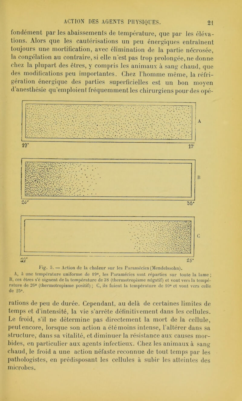 fondement par les abaissements de température, que par les éléva- tions. Alors que les cautérisations un peu énergiques entraînent toujours une mortification, avec élimination de la partie nécrosée, la congélation au contraire, si elle n’est pas trop prolongée, ne donne chez la plupart des êtres, y compris les animaux à sang chaud, que des modifications peu importantes. Chez l’homme même, la réfri- gération énergique des parties superficielles est un bon moyen d’anesthésie qu’emploient fréquemment les chirurgiens pour des opé- tig. 5. — Action de la chaleur sur les Paramécies (Mendelssohn). A, à une température uniforme de 19°, les Paramécies sont réparties sur toute la lame; B, ces êtres s’é oignent de la température de 38 (thermotropisme négatif) et vont vers la tempé- rature de 26° (thermotropisme positif) ; C, ils fuient la température de 10° et vont vers celle de 25°. rations de peu de durée. Cependant, au delà de certaines limites de temps et d’intensité, la vie s’arrête définitivement dans les cellules. Le froid, s’il ne détermine pas directement la mort de la cellule, peutencore, lorsque son action a été moins intense, l’altérer dans sa structure, dans sa vitalité, et diminuer la résistance aux causes mor- bides, en particulier aux agents infectieux. Chez les animaux à sang chaud, le froid a une action néfaste reconnue de touL temps par les pathologistes, en prédisposant les cellules à subir les atteintes des microbes.