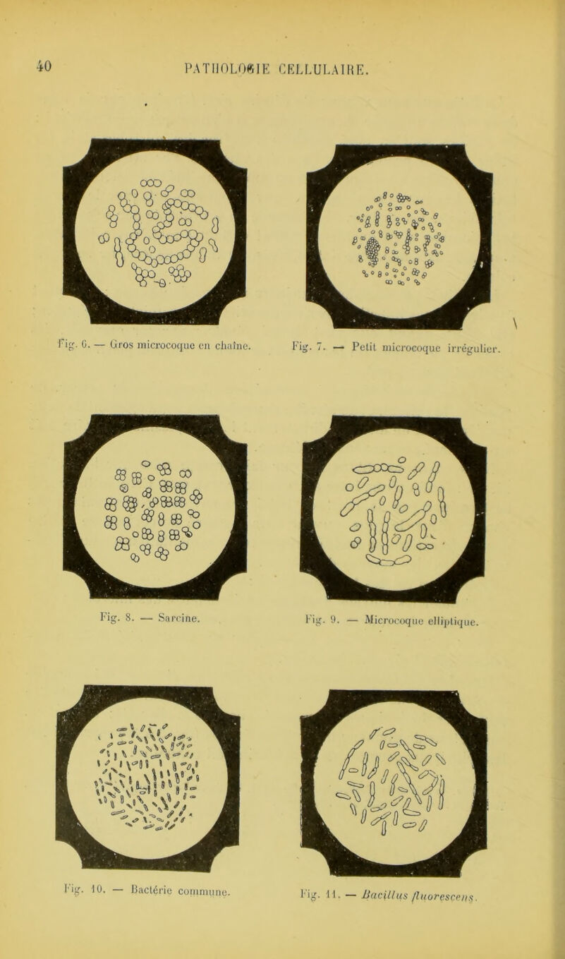 — Gros microcoque en chaîne. Fig. 7. — Petit microcoque irrégulier. l ig. 11. — Bacillus fluorescent.