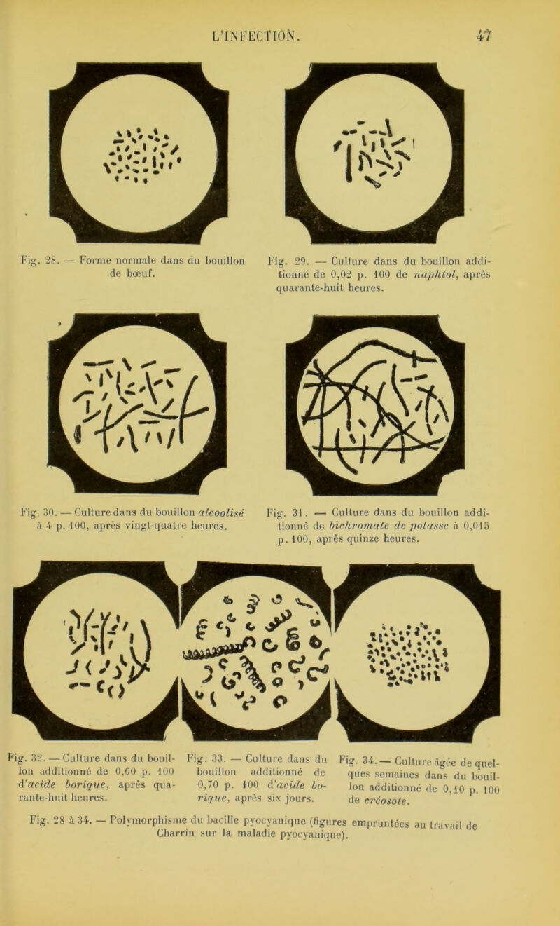 Fig. 28. — Forme normale dans du bouillon de bœuf. Fig. 29. — Culture dans du bouillon addi- tionné de 0,02 p. 100 de naphtol, après quarante-huit heures. Fig. 30. — Culture dans du bouillon alcoolisé à 4 p. 100, après vingt-quatre heures. Fig. 31 . — Culture dans du bouillon addi- tionné de bichromate de potasse à 0,015 p. 100, après quinze heures. Fig. 32. — Culture dans du bouil- Fig. 33. — Culture dans du Fig. 34. — Culture âgée de quel- lon additionné de 0,C0 p. 100 bouillon additionné de ques semaines dans du bouil- d acide borique, après qua- 0,70 p. 100 d'acide bo- Ion additionné de 0.10 p. 100 rante-buit heures. rique, après six jours. de créosote Fig. 28 à 34. — Polymorphisme du bacille pyocyanique (figures empruntées au travail de Charria sur la maladie pyocyanique).