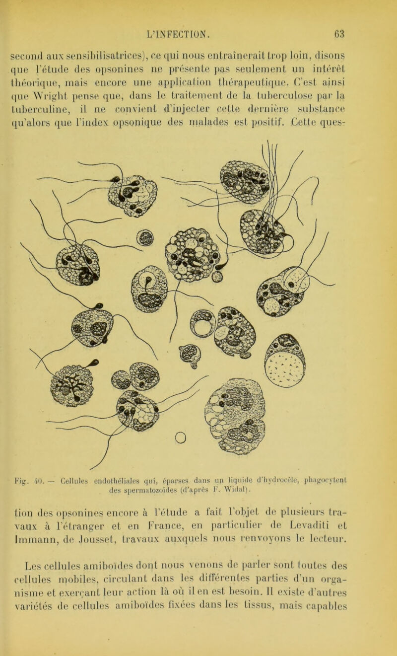 second aux sensibilisatrices), ce qui nous entraînerait trop loin, disons que l’étude des opsonines ne présente pas seulement un intérêt théorique, mais encore une application thérapeutique. C’est ainsi que Wright pense que, dans le traitement de la tuberculose par la tuberculine, il ne convient d’injecter cette dernière substance qu’alors que l’index opsonique des malades est positif. Getle ques- Fig. 40. — Cellules endothéliales qui, éparses dans un liquide d'hydrocèle, phagocytent des spermatozoïdes (d’après F. Widal). lion des opsonines encore à l’étude a fait l’objet «le plusieurs tra- vaux à l’étranger et en France, en particulier de Levadili et Immann, de Jousset, travaux auxquels nous renvoyons le lecteur. Les cellules amiboïdes dont nous venons de parler sont toutes des cellules mobiles, circulant dans les différentes parties «I un orga- nisme et exerçant leur action la où il en est besoin. 11 existe d autres variétés de cellules amiboïdes lixées dans les tissus, mais capables