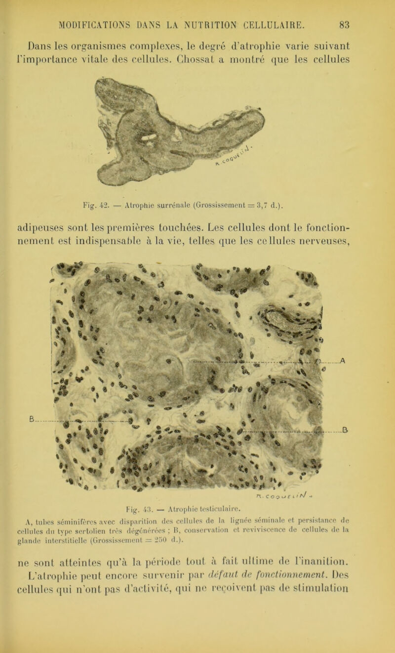 Dans les organismes complexes, le degré d’atrophie varie suivant l'importance vitale des cellules. Ghossat a montré que les cellules Fig. 42. — Atrophie surrénale (Grossissement = 3,7 d.). adipeuses sont les premières touchées. Les cellules dont le fonction- nement est indispensable à la vie, telles que les cellules nerveuses, Fig. 43. — Atrophie testiculaire. A, tubes séminifèrcs avec disparition des cellules de la lignée séminale et persistance de cellules du type sertolien très dégénérées ; II, conservation et reviviscence de cellules de la glande interstitielle (Grossissement = 230 d.). ne sont atteintes qu’à la période tout à fait ultime de 1 inanition. L’atrophie peut encore survenir par defaut de fonctionnement. Des cellules qui n ont pas d’activité, qui ne reçoivent pas de stimulation