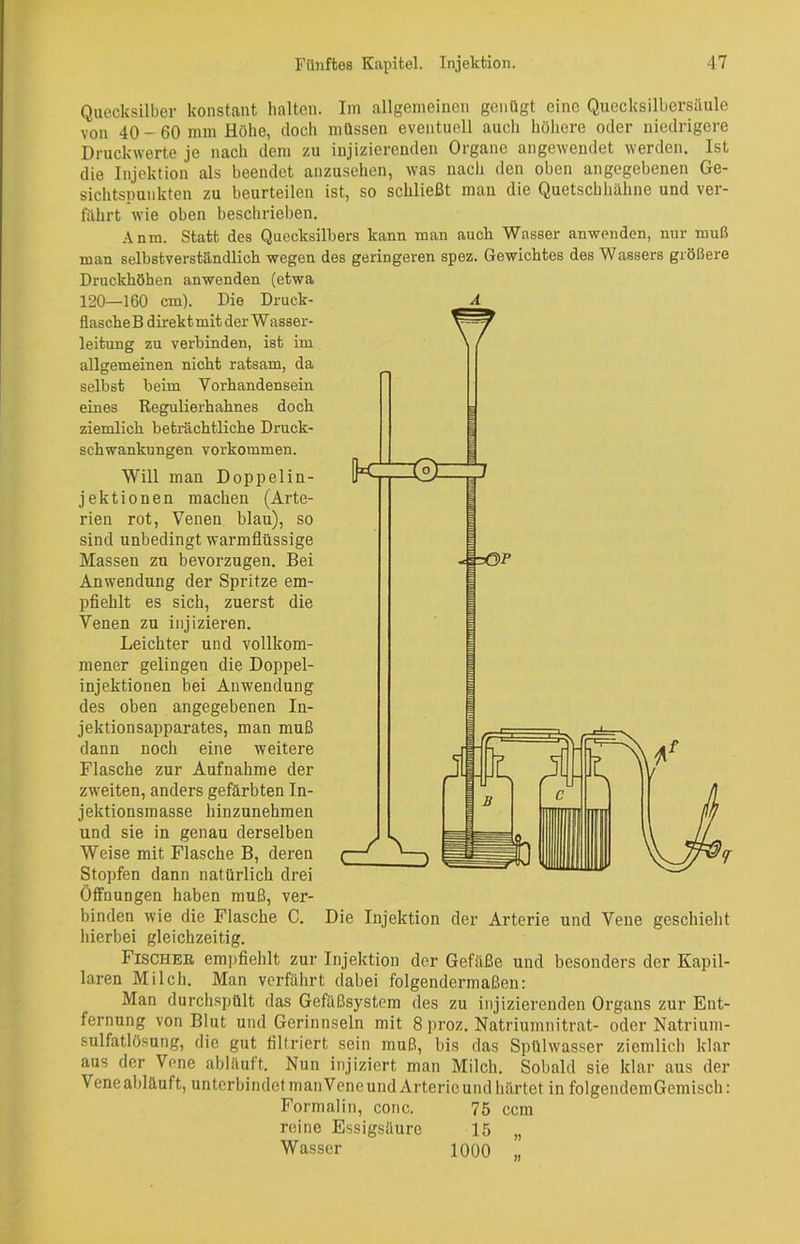 Quecksilber konstant halten. Im allgemeinen genügt eine Quecksilbersäule von 40 - 60 mm Höhe, (loch müssen eventuell auch höhere oder niedrigere Druckwerte je nach dem zu injizierenden Organe angewendet werden. Ist die Injektion als beendet anzusehen, was nach den oben angegebenen Ge- sichtspunkten zu beurteilen ist, so schließt man die Quetschhähne und ver- fährt wie oben beschrieben. Anm. Statt des Quecksilbers kann man auch Wasser anwenden, nur muß man selbstverständlich wegen des geringeren spez. Gewichtes des Wassers größere Druckhöhen anwenden (etwa 120—160 cm). Die Druck- A fiascheB direktmitderWasser- leitung zu verbinden, ist im allgemeinen nicht ratsam, da selbst beim Vorhandensein eines Regulierhahnes doch ziemlich beträchtliche Druck- schwankungen Vorkommen. Will man Doppelin- jektionen machen (Arte- rien rot, Venen blau), so sind unbedingt warmflüssige Massen zu bevorzugen. Bei Anwendung der Spritze em- pfiehlt es sich, zuerst die Venen zu injizieren. Leichter und vollkom- mener gelingen die Doppel- injektionen bei Anwendung des oben angegebenen In- jektion sapparates, man muß dann noch eine weitere Flasche zur Aufnahme der zweiten, anders gefärbten In- jektionsmasse hinzunehmen und sie in genau derselben Weise mit Flasche B, deren Stopfen dann natürlich drei Öffnungen haben muß, ver- binden wie die Flasche C. hierbei gleichzeitig Die Injektion der Arterie und Vene geschieht Fisches, empfiehlt zur Injektion der Gefäße und besonders der Kapil- laren Milch. Man verfährt dabei folgendermaßen: Man durchspült das Gefäßsystem des zu injizierenden Organs zur Ent- fernung von Blut und Gerinnseln mit 8 proz. Natriumnitrat- oder Natrium- sulfatlösung, die gut filtriert sein muß, bis das Spülwasser ziemlich klar aus der Vene abläuft. Nun injiziert man Milch. Sobald sie klar aus der Veneabläuft, unterbindetmanVeneundArterieundhärtet infolgendemGemisch: Formalin, conc. 75 ccm reine Essigsäure 15 „ Wasser 1000 „