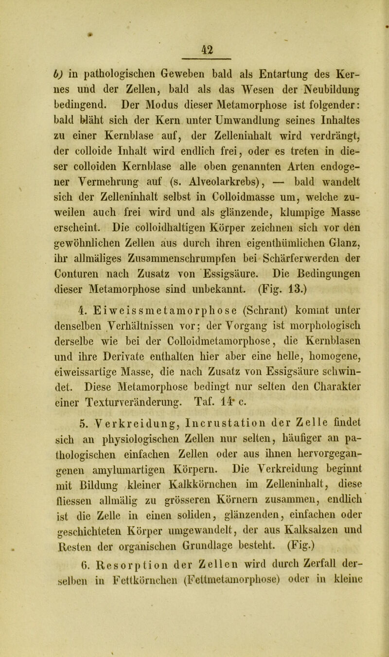 b) in pathologischen Geweben bald als Entartung des Ker- nes und der Zellen, bald als das Wesen der Neubildung bedingend. Der Modus dieser Metamorphose ist folgender: bald bläht sich der Kern unter Umwandlung seines Inhaltes zu einer Kernblase auf, der Zelleninhalt wird verdrängt, der colloide Inhalt wird endlich frei, oder es treten in die- ser colloiden Kernblase alle oben genannten Arten endoge- ner Vermehrung auf (s. Alveolarkrebs), — bald wandelt sich der Zelleninhalt selbst in Colloidmasse um, welche zu- weilen auch frei wird und als glänzende, klumpige Masse erscheint. Die colloidhaltigen Körper zeichnen sich vor den gewöhnlichen Zellen aus durch ihren eigenthümliehen Glanz, ihr allmäliges Zusammenschrumpfen bei Schärferwerden der Conturen nach Zusatz von Essigsäure. Die Bedingungen dieser Metamorphose sind unbekannt. (Fig. 13.) 4. Ei weis sine t amorph ose (Schrant) kommt unter denselben Verhältnissen vor; der Vorgang ist morphologisch derselbe wie bei der Colloidmetamorphose, die Kernblasen und ihre Derivate enthalten hier aber eine helle, homogene, eiweissartige Masse, die nach Zusatz von Essigsäure schwin- det. Diese Metamorphose bedingt nur selten den Charakter einer Texturveränderung. Taf. 14' c. 5. Verkreidung, IncruStation der Zelle findet sich an physiologischen Zellen nur selten, häufiger an pa- thologischen einfachen Zellen oder aus ihnen hervorgegan- genen amylumartigen Körpern. Die Verkreidung beginnt mit Bildung kleiner Kalkkörnchen im Zelleninhalt, diese fiiessen allmälig zu grösseren Körnern zusammen, endlich ist die Zelle in einen soliden, glänzenden, einfachen oder geschichteten Körper umgewandelt, der aus Kalksalzen und Besten der organischen Grundlage besteht. (Fig.) 6. Resorption der Zellen wird durch Zerfall der- selben in Fettkörnchen (Fettmetamorphose) oder in kleine