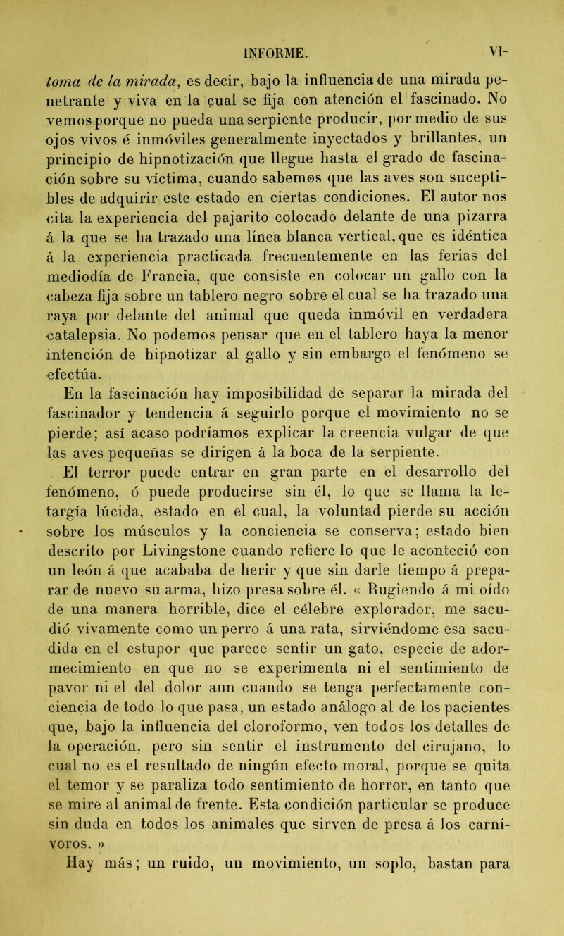 toma de la mirada, es decir, bajo la influencia de una mirada pe- netrante y viva en la cual se fija con atención el fascinado. No vemos porque no pueda una serpiente producir, por medio de sus ojos vivos é inmóviles generalmente inyectados y brillantes, un principio de hipnotización que llegue hasta el grado de fascina- ción sobre su víctima, cuando sabemos que las aves son sucepti- bles de adquirir este estado en ciertas condiciones. El autor nos cita la experiencia del pajarito colocado delante de una pizarra á la que se ha trazado una línea blanca vertical, que es idéntica á la experiencia practicada frecuentemente en las ferias del mediodía de Francia, que consiste en colocar un gallo con la cabeza fija sobre un tablero negro sobre el cual se ha trazado una raya por delante del animal que queda inmóvil en verdadera catalepsia. No podemos pensar que en el tablero haya la menor intención de hipnotizar al gallo y sin embargo el fenómeno se efectúa. En la fascinación hay imposibilidad de separar la mirada del fascinador y tendencia á seguirlo porque el movimiento no se pierde; así acaso podríamos explicar la creencia vulgar de que las aves pequeñas se dirigen á la boca de la serpiente. El terror puede entrar en gran parte en el desarrollo del fenómeno, ó puede producirse sin él, lo que se llama la le- targía lúcida, estado en el cual, la voluntad pierde su acción sobre los músculos y la conciencia se conserva; estado bien descrito por Livingstone cuando refiere lo que le aconteció con un león á que acababa de herir y que sin darle tiempo á prepa- rar de nuevo su arma, hizo presa sobre él. « Rugiendo á mi oído de una manera horrible, dice el célebre explorador, me sacu- dió vivamente como un perro á una rata, sirviéndome esa sacu- dida en el estupor que parece sentir un gato, especie de ador- mecimiento en que no se experimenta ni el sentimiento de pavor ni el del dolor aun cuando se tenga perfectamente con- ciencia de todo lo que pasa, un estado análogo al de los pacientes que, bajo la influencia del cloroformo, ven todos los detalles de la operación, pero sin sentir el instrumento del cirujano, lo cual no es el resultado de ningún efecto moral, porque se quita el temor y se paraliza todo sentimiento de horror, en tanto que se mire al animal de frente. Esta condición particular se produce sin duda en todos los animales que sirven de presa á los carní- voros. » Hay más; un ruido, un movimiento, un soplo, bastan para