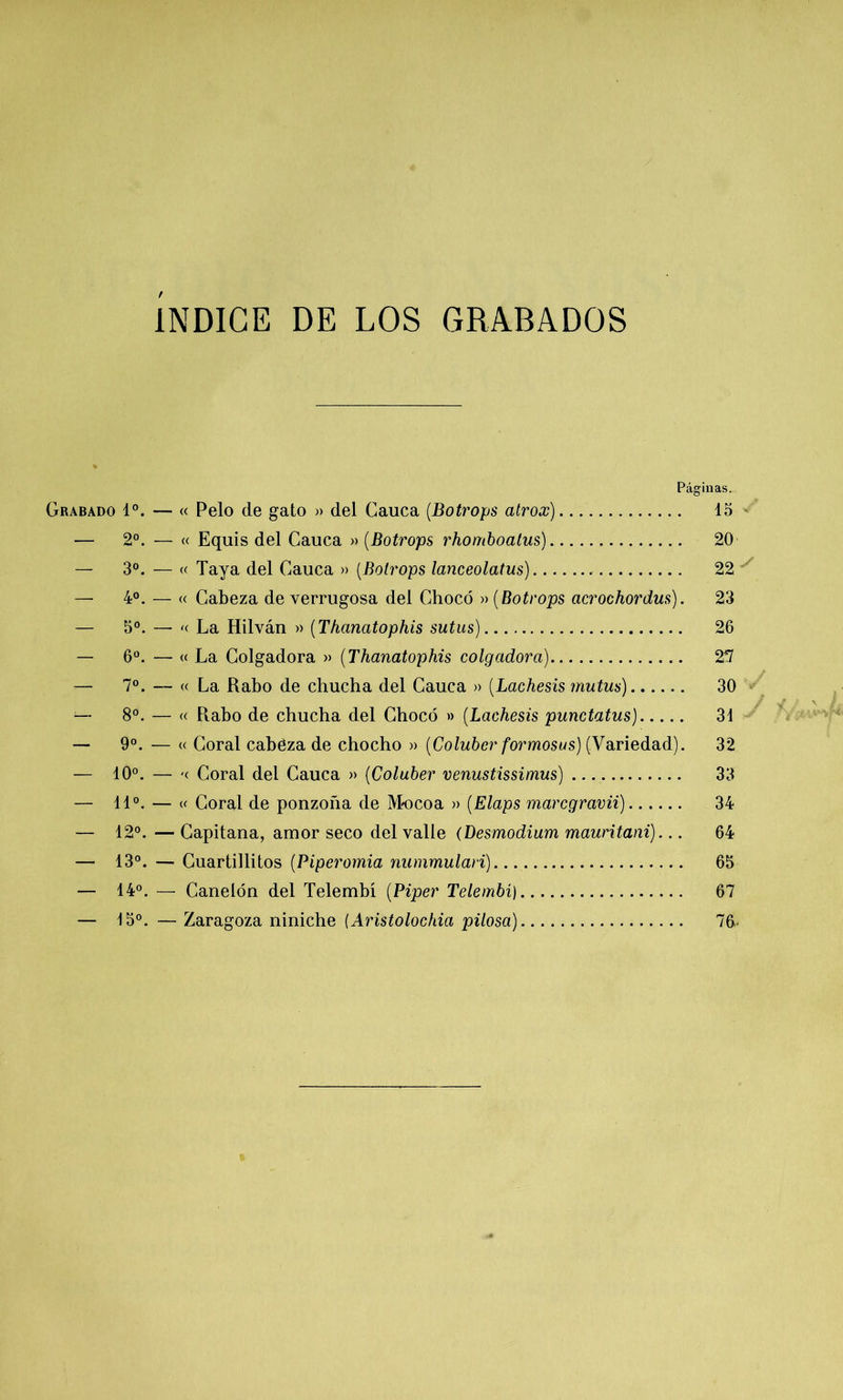 INDICE DE LOS GRABADOS Páginas. Grabado Io. — « Pelo de gato » del Cauca (Botrops atrox). 15 - — 2o. — « Equis del Cauca » (Botrops rhomboalus) 20 — 3o. — « Taya del Cauca » (Botrops lanceolatus) 22 y 4o. — « Cabeza de verrugosa del Chocó »(Botrops acrochordus). 23 — 5o. — « La Hilván » (Thanatophis sutus) 26 — 6o. — « La Colgadora » (Thanatophis colgadora) 2*7 — 7o. — « La Rabo de chucha del Cauca » (Lachesis mutus) 30 — 8o. — « Piabo de chucha del Chocó » (Lachesis punctatus) 31 — 9o. — | Coral cabéza de chocho » (Colubcr formosus) (Variedad). 32 — 10°. — '< Coral del Cauca » (Coluber venustissimus) 33 — 11°. — « Coral de ponzoña de M-ocoa » (Elaps marcgravii) 34 — 12°. — Capitana, amor seco del valle (Desmodium mauritani)... 64 — 13°. — Cuartillitos (Piperomia nummulari) 65 — 14°. — Canelón del Telembí (Piper Telembí) 67 — 15°. — Zaragoza niniche [Aristolochia pilosa) 76-