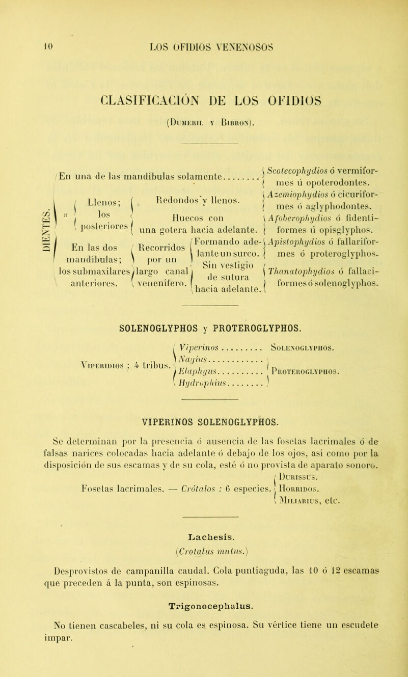 CLASIFICACIÓN DE LOS OFIDIOS (Dimeril y Bibron). En una de las mandíbulas solamente, Llenos; los posteriores Redondos'y llenos. En las dos mandíbulas; ) por un los submaxilares Aargo canal anteriores. I venenífero. Huecos con una gotera hacia adelante. (Formando ade- lante un surco. Recorridos Sin vestigio de sutura \ hacia adelante. j Scotecophydios ó vermifor- ( mes ú opoterodontes. J Azemiophydios ó cicurifor- { mes ó aglypliodontes. \ Afoberophydios ó fidenti- ( formes ú opisglyplios. [ Apistophydios ó fallarifor- ( mes ó proteroglyphos- ( Thanatophydio.'i ó fallaci- ) formes ó solenoglyphos. S0LEN0GLYPH0S y PR0TER0GLYPH0S. ( Viperinos ) Naijius Viperidios ; 4 tribus. , i Elaphyus ( Hydruphim ) Solenoglyphos. Proteroglyphos. VIPERINOS SOLENOGLYPHOS. Se determinan por la presencia ó ausencia de las fosetas lacrimales ó de falsas narices colocadas hacia adelante ó debajo de los ojos, así como por la disposición de sus escamas y de su cola, esté ó no provista de aparato sonoro. F'osetas lacrimales. — Crótalos : 6 especies. Hórridos. [ Miliarius, etc. L.achesis. (Crotalus mutas.) Desprovistos de campanilla caudal. Cola puntiaguda, las 10 ó 12 escamas que preceden á la punta, son espinosas. Trigonocephalus. No tienen cascabeles, ni su cola es. espinosa. Su vértice tiene un escudete impar.