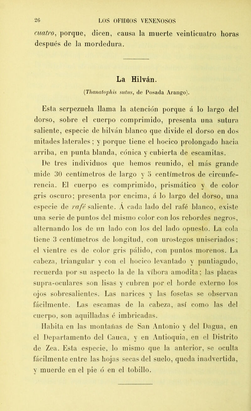 cuatro, porque, dicen, causa la muerte veinticuatro horas después de la mordedura. La Hilván. (Thanatophis suliis, de Posada Arango). Esta serpezuela llama la atención porque á lo largo del dorso, sobre el cuerpo comprimido, presenta una sutura saliente, especie de hilván blanco que divide el dorso en dos mitades laterales; y porque tiene el hocico prolongado hacia arriba, en punta blanda, cónica y cubierta de escamitas. De tres individuos que liemos reunido, el más grande mide 30 centímetros de largo y o centímetros de circunfe- rencia. El cuerpo es comprimido, prismático y de color gris oscuro; presenta por encima, á lo largo del dorso, una especie de rafé saliente. Á cada lado del rafé blanco, existe una serie de puntos del mismo color con los rebordes negros, alternando los de un lado con los del lado opuesto. La cola tiene 3 centímetros de longitud, con urostegos uniseriados; el vientre es de color gris pálido, con puntos morenos. La cabeza, triangular y con el hocico levantado y puntiagudo, recuerda por su aspecto la de la víbora amodita; las placas supra-oculares son lisas y cubren por el borde externo los ojos sobresalientes. Las narices y las fosetas se observan fácilmente. Las escamas de la cabeza, así como las del cuerpo, son aquilladas é imbricadas. Habita en las montañas de San Antonio y del Dagua, en el Departamento del Cauca, y en Antioquia, en el Distrito de Zea. Esta especie, lo mismo que la anterior, se oculta fácilmente entre las hojas secas del suelo, queda inadvertida, y muerde en el pie ó en el tobillo.