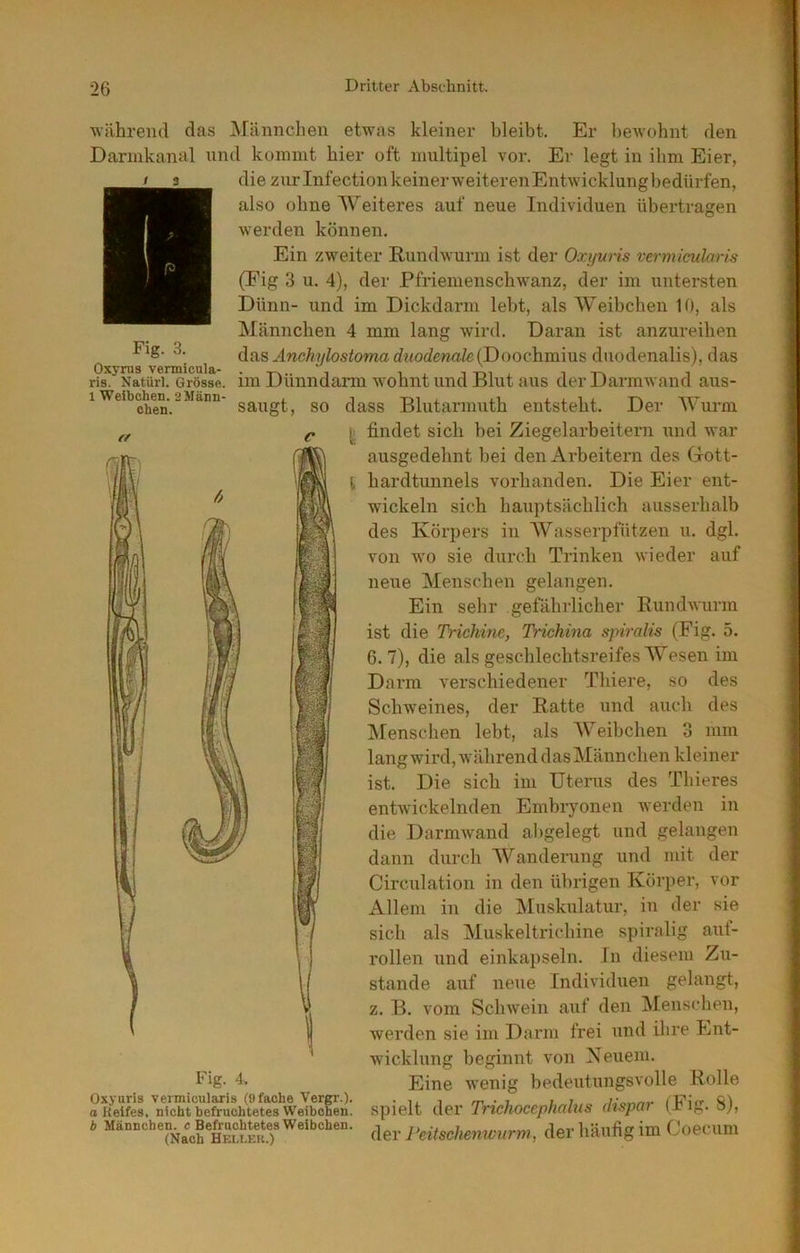 •während das Männchen etwas kleiner bleibt. Er bewohnt den Dariukanal und kommt hier oft multipel vor. Er legt in ihm Eier, die zurlnfectionkeinerweiterenEntwicklungbedürfen, also ohne Weiteres auf neue Individuen übertragen werden können. Ein zweiter Rundwurm ist der Oxyuris vennicularis (Fig 3 u. 4), der Pfriemenschwanz, der im untersten Dünn- und im Dickdarm lebt, als Weibchen 10, als Männchen 4 mm lang wird. Daran ist anzureihen da.s Anchylostoma d«odewaZe(Doochmius duodenalis), das Fig. 3. r?8*^NatürirGrösL. im Dünndarm wohiit und Blut aus der Darmwand aus- 1 Weibchen. 2Mann- g^ ^jggg Blutamiuth entsteht. Der Wurm findet sich bei Ziegelarbeitern und war ausgedehnt bei den Arbeitern des Gott- hardtunnels vorhanden. Die Eier ent- wickeln sich hauptsächlich ausserhalb des Körpers in Wasserpfützen u. dgl. von wo sie durch Trinken wieder auf neue Menschen gelangen. Ein sehr gefährlicher Rundwurm ist die Trichine, Trichina siriralis (Fig. 5. 6.7), die als geschlechtsreifes Wesen im Daim verschiedener Thiere, so des Schweines, der Ratte und auch des jMenschen lebt, als Weibchen 3 mm lang wird, während das Männchen kleiner ist. Die sich im Uterus des Thieres entwickelnden Embryonen werden in die Darmwand abgelegt und gelangen dann durch Avancierung und mit der Circulation in den übrigen Körper, vor Allem in die hluskulatur, in der sie sich als Aluskeltricbine spiralig aut- rollen und einkapseln. Tn diesem Zu- stande auf neue Individuen gelangt, z. B. vom Schwein auf den Menschen, werden sie im Darm frei und ihre Ent- ^ Wicklung beginnt von Neuem. Fig. 4. Eine wenig bedeutungsvolle Rolle Oxyuris vermicularis (9fache Vergr.). • i rr< • , r 7 Q'i 0 Reifes, nicht befruchtetes Weibchen, spielt dei' TnchocephalUS (Itspar SJ, 1 Männchen^ c^BefruÄ Peitschenwurm, der häufig im Coecum