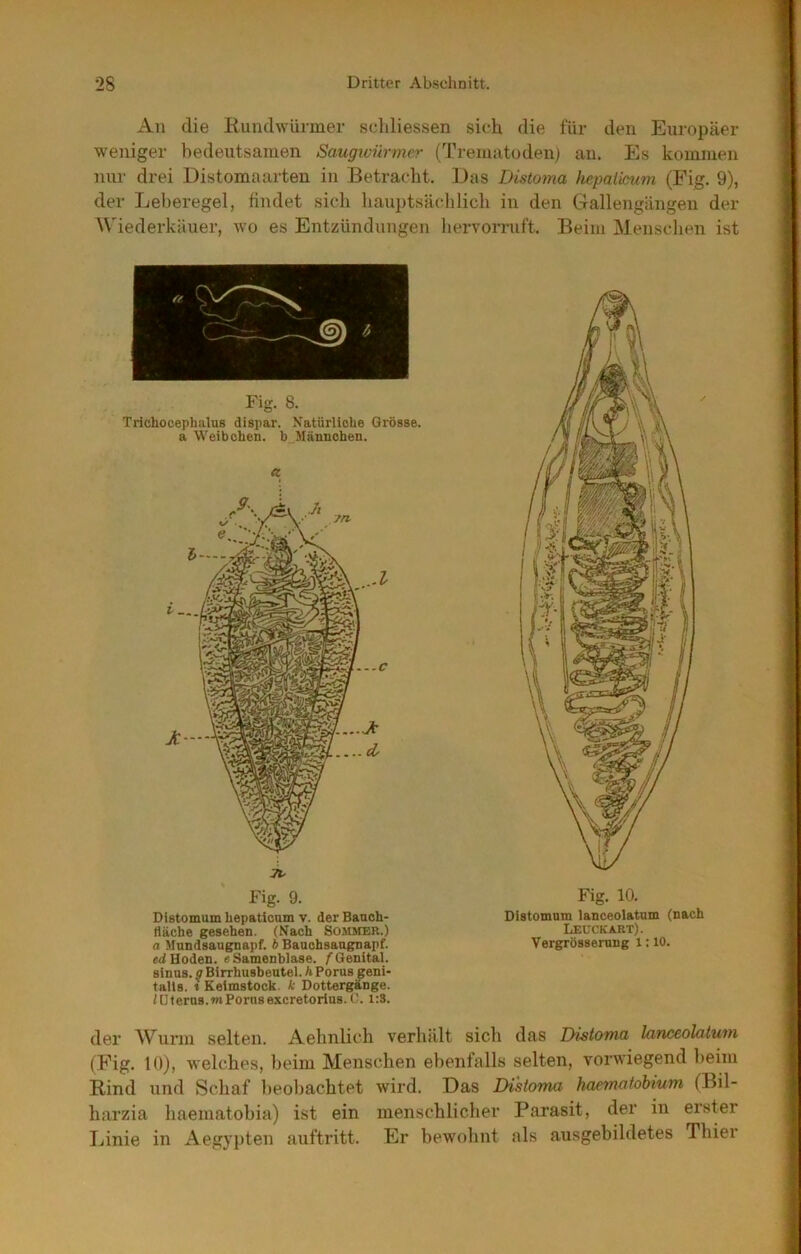All die Kundwürmer scliliessen sich die für den Europäer weniger bedeutsamen Saugivürmer (Trenuitoden) au. Es kommen nur drei Distomaarten in Betracht. Das Distoma hepaiimtm (Fig. 9), der Leberegel, findet sich haujitsächlich in den Gallengängen der Wiederkäuer, wo es Entzündungen liervorriift. Beim Mensclien ist Fig. 8. Trichocephalus dispar. Natürliolie Grösse, a Weibchen, b Männchen. TV Fig. 9. Dietomum hepaticum v. der Banch- fläche gesehen. (Kach SoMitER.) a Mnndsaugnapf. h Bauchsaugnapf. ed Hoden, eSamenblase. /'Genital. Sinus, g Birrhusbeutel. h Porus p^eni- talls. t Keimstock, k Dottergänge. lUteruB.mPorusexcretorius. i;3. Fig. 10. Distomum lanceolatum (nach Leuckart). Vergrösserung 1:10. der Wurm selten. Aehnlich verhält sich das Distoma lanceolatum (Fig. 10), welches, beim Menschen ebenfalls selten, vorwiegend beim Rind und Schaf lieobachtet wird. Das Distoma haemaiobium (Bil- harzia haematobia) ist ein menschlicher Parasit, der in erster liinie in Aegypten auftritt. Er bewohnt als ausgebildetes Thier