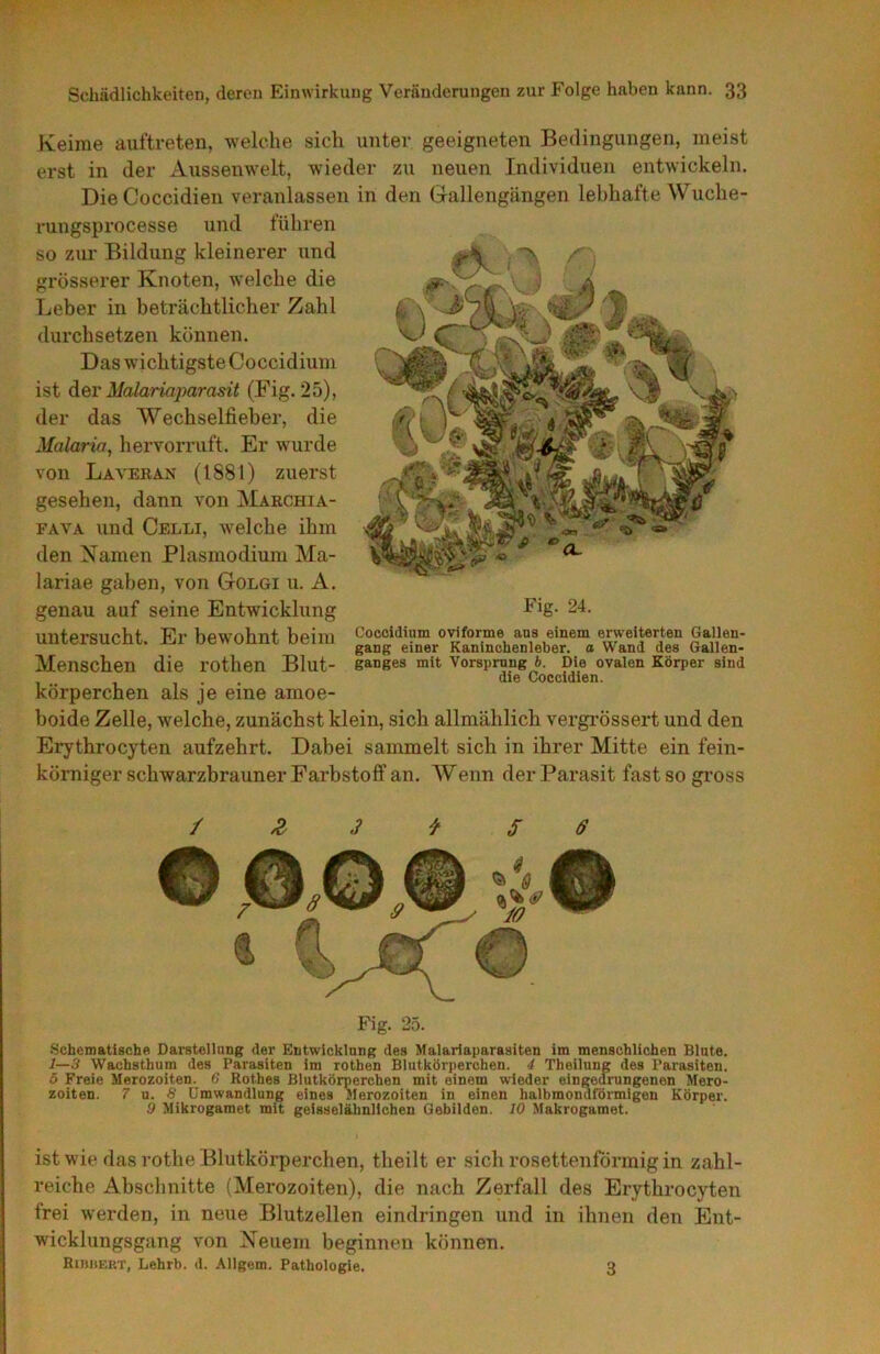 Keime auftreten, welche sich unter geeigneten Bedingungen, meist erst in der Aussenwelt, wieder zu neuen Individuen entwickeln. DieCoccidien veranlassen in den Gallengängen lebhafte Wuche- rungsprocesse und führen so zm’ Bildung kleinerer und grösserer Knoten, welche die Leber in beträchtlicher Zahl durchsetzen können. Das wichtigste Coccidium ist di&r Malariaj^arasit (Fig. 25), der das Wechselfieber, die Malaria, hervorruft. Er wurde von Laveran (1881) zuerst gesehen, dann von Marchia- FAVA und Celli, welche ihm den Namen Plasmodium Ma- lariae gaben, von Golgi u. A. genau auf seine Entwicklung untersucht. Er bewohnt beim Menschen die rothen Blut- körperchen als je eine amoe- boide Zelle, welche, zunächst klein, sich allmählich vergrössert und den Erythrocyten aufzehrt. Dabei sammelt sich in ihrer Mitte ein fein- körniger schwarzbrauner Farbstoff an. Wenn der Parasit fast so gi’oss Fig. 24. Coccidium oviforme ans einem erweiterten Gallen- gang einer Kaninchenleber. a, Wand des Gallen- ganges mit Vorsprung b. Die ovalen Körper sind die Coccidien. / Z 3 ^ S 6 Fig. 25. Schematische Darstellung der Entwicklung des Malariaparasiten im menschlichen Blute. 1—3 Wachsthum des Parasiten im rothen Blutkörperchen. 1 Theilung des Parasiten. 5 Freie Merozoiten. 6 Rothes Blutkörperchen mit einem wieder eingedrungenen Mero- zoiten. T u. a Umwandlung eines Merozoiten in einen balbmondförmigen Körper. 9 Mikrogamet mit geisselähnlichen Gebilden. 10 Makrogamet. ist wie das rothe Blutkörperchen, theilt er .sich rosettenförinig in zahl- reiche Absclinitte (Merozoiten), die nach Zerfall des Erythrocyten frei werden, in neue Blutzellen eindringen und in ihnen den Ent- wicklungsgang von Neuem beginnen können. HtniiF.RT, Lehrb. d. Allgem. Pathologie. 3
