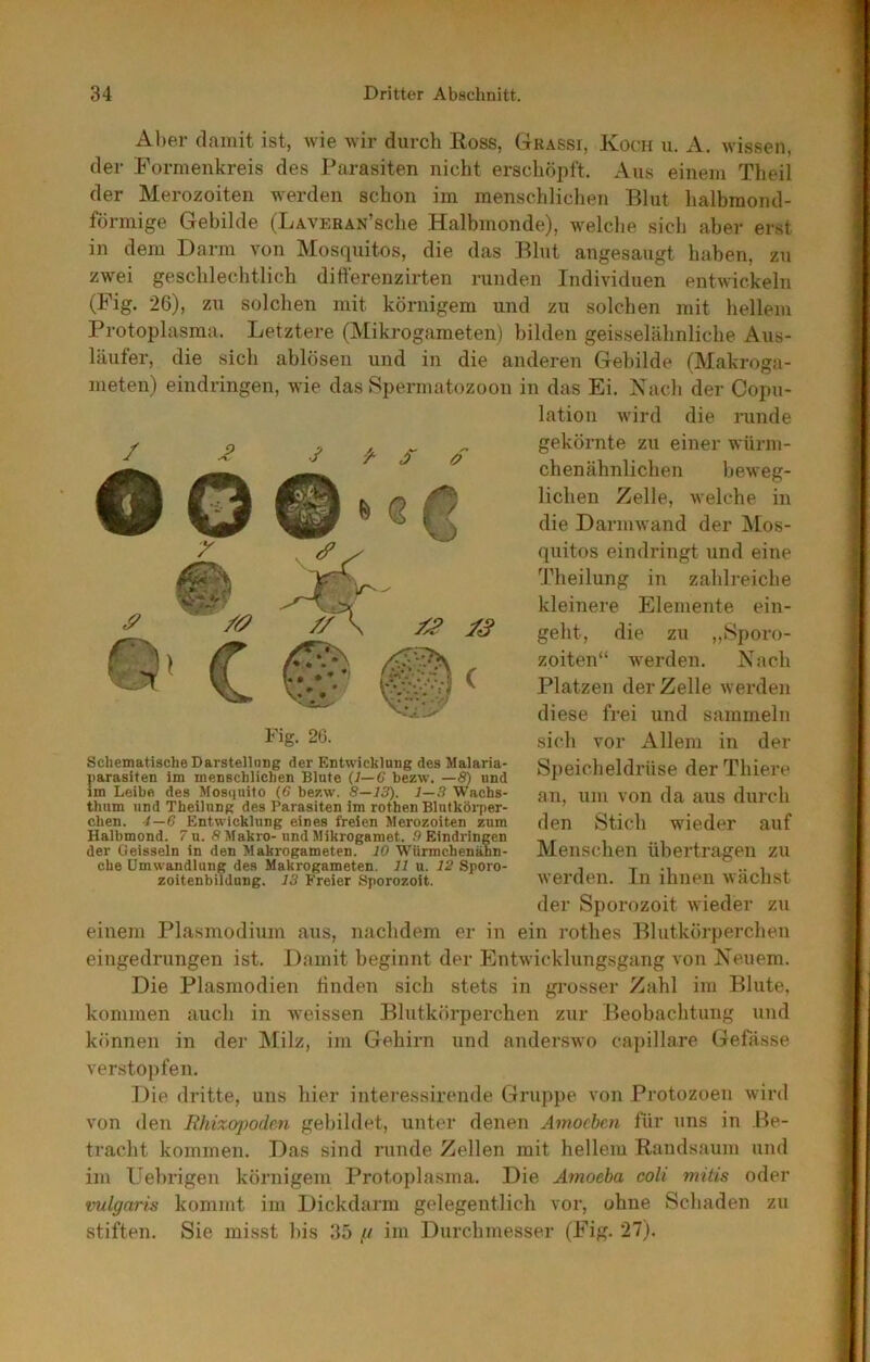 Aber damit ist, wie wir durch Ross, Grassi, Koch u. A. wissen, der Formenkreis des Parasiten nicht erschöpft. Aus einem Theil der Merozoiten werden schon im menschlichen Blut halbmond- förmige Gebilde (LAVERAN’sche Halbmonde), welche sich aber erst in dem Darm von Mosquitos, die das Blut angesaugt haben, zu zwei geschlechtlich differenzirten runden Individuen entwickeln (Fig. 26), zu solchen mit körnigem und zu solchen mit hellem Protoplasma. Letztere (Mikrogameten) bilden geisselähnliche Aus- läufer, die sich ablösen und in die anderen Gebilde (Makroga- meten) eindringen, wie das Spermatozoon in das Ei. Xacli der Copu- latiou wird die runde gekörnte zu einer würm- chenähnlichen beweg- lichen Zelle, welche in die Darmwand der ]\[os- (|uitos eindringt und eine d'heilung in zahlreiche kleinere Elemente ein- geht, die zu „Sporo- zoiten“ werden. Nach Platzen der Zelle werden diese frei und sammeln sich vor Allem in der Speicheldrüse derThiere an, um von da aus durch den Stich wieder auf Menschen übertragen zu werden. In ihnen wächst der Sporozoit wieder zu einem Plasmodium aus, nachdem er in ein rothes Blutkörperchen eingedrungen ist. Damit beginnt der Entwicklungsgang von Neuem. Die Plasmodien linden sich stets in grosser Zahl im Blute, kommen auch in weissen Blutkörperchen zur Beobachtung und kömnen in der INIilz, im Gehirn und anderswo cai)illare Gefässe verstopfen. Die dritte, uns hier intei’essirende Gruppe von Protozoen wird von den Rhixojiodcn gebildet, unter denen Amocbcn für uns in Be- tracht kommen. Das sind runde Zellen mit hellem Randsaum und im Uebrigen körnigem Protopla.sma. Die Amoeba coli milis oder vulgaris kommt im Dickdarm gelegentlich vor, ohne Schaden zu stiften. Sie misst bis 35 // ini Durchmesser (Fig. 27). / S o Fig. 20. Schematische Darstellnng der Entwicklung des Malaria- narasiten im menschlichen Blute (l—G bezw. —8) und im Leibe des Mosqiiito (6 bezw. 8—13). 1—3 Wachs- thum und Theilung des Parasiten im rothen Blnlköi-per- chen. i—6 Entwicklung eines freien Merozoiten zum Halbmond. 7 u. S Makro- und Mikrogamet. .9 Eindringen der Oeisseln in den Makrogameten. 10 Würmchenänn- che Umwandlung des Makrogameten. 11 u. 12 Sporo- zoitenbildung. 13 Freier Sporozoit.