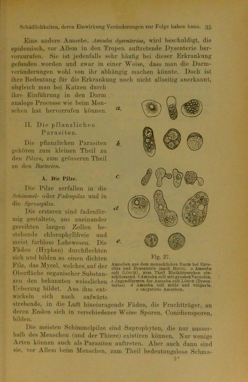 Eine andere Ainoebe, Amoeha dysenteriae, wird beschuldigt, die epidemisch, vor Allem in den Tropen auftretende Dysenterie her- vorzurufen. Sie ist jedenfalls sehr häufig bei dieser Erkrankung gefunden worden und zwar in einer Weise, dass man die Darm- veränderungen wohl von ihr abhängig machen könnte. Doch ist ihre Bedeutung für die Erkrankung noch nicht allseitig anerkannt, obgleich man bei Katzen durch ihre Einführung in den Darm analoge Processe wie beim Men- schen hat hervoiTufen können. B. II. Die pflanzlichen Parasiten. Die pflanzlichen Parasiten gehören zum kleinen Theil zu den Pilxen, zum grösseren Theil zu den Bactericn. A. Die Pilze. Die Pilze zerfallen in die Schimmel- oder Fadenpilxe und in die Sprossjnlxe. Die ersteren sind fadenför- mig gestaltete, aus aneinander gereihten langen Zellen be- stehende chlorophyllfreie und meist farblose Lebewesen. Die Fäden (Hyphen) durchflechten sich und bilden so einen dichten 27. Filz das Afvppl woIpTioo'oiif rlov Amoeben aus dem menschlichpn Dann bei Knte- ) y , \eicnes,aui Ciei Dysenterie (nacli Roos). a Amoeba Oberfläche organischer Substan- coll (Lösch), zum TheU Blutkörperchen ein- schliessend. 0 Amoeba ooll mit grossenVacuolen. zen den bekannten weisslichen « Jugendformen der Amoeba coli lösch (Dysen- yr 1 i nj i. » M teriae). d Amoeba coli mitis und vulgaris. UeherZUg Ollaet. Aus ihm ent- « encystirte Amoeben. wickeln sich nach aufwärts strebende, in die Luft hineinragende Fäden, die Fruchtträger, an deren Enden sich in verschiedener Weise Sporen, Conidiensporen, hilden. Die meisten Schimmelpilze sind Saprophyten, die nur ausser- halb des Menschen (und der Thiere) existiren können. Nur wenige Arten können auch als Parasiten auftreten. Aber auch dann sind sie, vor Allem beim Menschen, zum Theil bedeutungslose Schma-