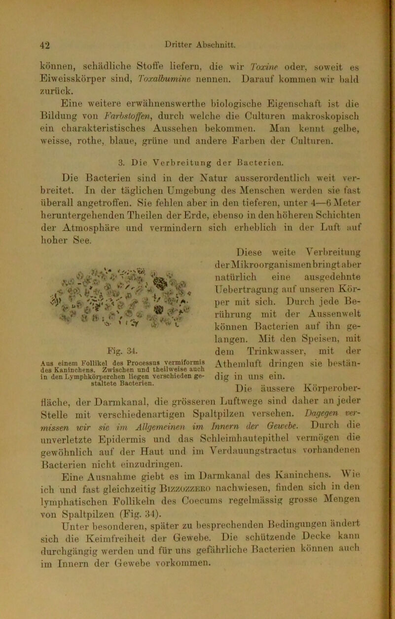 können, schädliche Stoffe liefern, die wir Toxine oder, soweit es Eiweisskörper sind, Toxalbumine nennen. Darauf kommen wir l)ald zurück. Eine weitere erwähnenswerthe biologische Eigenschaft ist die Bildung von Farbstoffen, durch welche die Culturen makroskopisch ein charakteristisches Aussehen bekommen. Man kennt gelbe, weisse, rothe, blaue, grüne und andere Farben der Cultnren. 3. Die Verbreitung der Eacterien. Die Bacterien sind in der Natur ausserordentlicli weit ver- breitet. In der täglichen Umgebung des Menschen werden sie fast überall angetroffen. Sie fehlen aber in den tieferen, unter 4—GiMeter heruntergehenden Theilen der Erde, ebenso in den höheren Schichten der Atmosphäre und vermindern sich erheblich in der Luft auf lioher See. ^ V V W ; läg. 34. .ins einem Follikel des Prooessns vermiformis des Kaninchens. Zwischen und theilweise auch in den Lymphkörjjerchen liegen verschieden ge- staltete Bacterien. Diese weite Verlireitung der ikroorganismen bringt a ber natürlich eine ausgedehnte Uebertragung auf unseren Kör- per mit sich. Durch jede Be- rührung mit der Aussenwelt können Bacterien auf ihn ge- langen. ]\lit den Speisen, mit dem Trinktvasser, mit der Athemluft dringen sie bestän- dig in uns ein. Die äussere Körperober- däche, der Darmkanal, die grösseren Luftwege sind daher an jeder Stelle mit verschiedenartigen Spaltpilzen versehen. Dagegen ver- missen wir sie im Allgemeinen im Innern der Gewebe. Durch die unverletzte Epidermis und das Schleimhautepithel vermögen die gewöhnlich auf der Haut und im Verdauungstractus vorhandenen Bacterien nicht einzudringen. Eine x\usnahme giebt es im Darmkanal des Kaninchens. AV ie ich und fast gleichzeitig Bizzozzero nachwiesen, finden sich in den lymphatischen Follikeln des Coecums regelmässig grosse Mengen von Spaltpilzen (Fig. 34). Unter besonderen, später zu besprechenden Bedingungen ändeit sich die Keimfreiheit der Gewebe. Die schützende Decke kann durchgängig werden und für uns gefährliche Bacterien können auch im Innern der Gewebe verkommen.