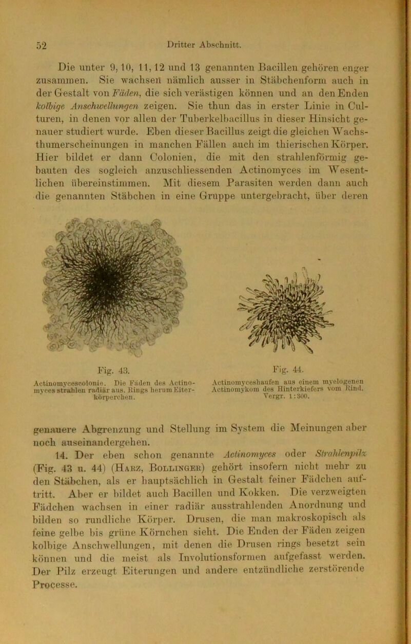 Die unter 9,10, 11,12 und 13 geiuinnten Bacillen gehören enger zusammen. Sie wachseil nämlich ausser in Stäbchenform auch in der Gestalt von Fäden, die sich verästigen können und an den Enden kolbigc Anschwellungen zeigen. Sie thun das in erster Linie in Cul- turen, in denen vor allen der Tulierkelhacillus in dieser Hinsicht ge- nauer studiert wurde. Eben dieser Bacillus zeigt die gleichen 'Wachs- thumerscheinungen in manchen Fällen auch im thierischen Körper. Hier bildet er dann Colonien, die mit den strahlenförmig ge- bauten des sogleich anzuschliessenden Actinomyces im Wesent- lichen übereinstimmen. Mit diesem Parasiten werden dann auch die genannten Stäbchen in eine Gruppe untergel)racht, über deren Fig. 44. Actinomyceshaufen ans einem myelogenen Actinomykoin des Hinterkiefers vom Rind. Vergr. 1:300. Fig. 43. Aetinomycescolonie. Die Faden des Actino- niyces stVableu radiär aus. Kings lieruin Eiter- kfiriterchen. genauere Abgrenzung und Stellung im System die Meinungen aber noch auseinandergehen. 14. Der eben schon genannte Actinomyces oder Strahlenp-ilx (Fig. 43 u. 44) (Harz, Bollinger) gehört insofern nicht mehr zu den Stäbchen, als er hauptsächlich in Gestalt feiner Fädchen aul- tritt. Aber er bildet auch Bacillen und Kokken. Die verzweigten Fädchen wachsen in einer radiär ausstrahlenden Anordnung und bilden so rundliche Körjier. Drusen, die man makroskopisch als feine gelbe bis grüne Körnchen sieht. Die Enden der Fäden zeigen kolbige Anschwellungen, mit denen die Drusen rings besetzt sein können und die meist als Involutionsformen aufgefasst werden. Der Pilz erzeugt Eiterungen und andere entzündliche zerstörende Processe.