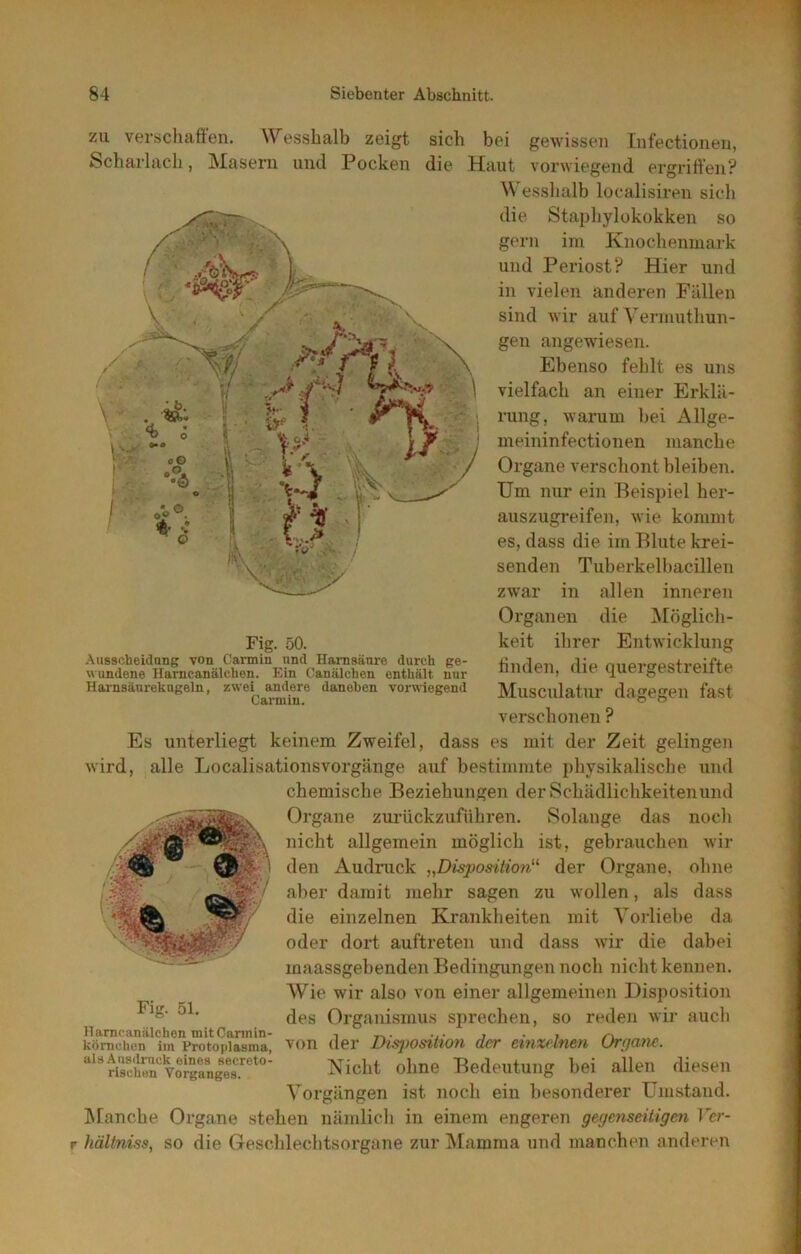 i •- zu verschaften. Wes.shalb zeigt sich bei gewissen Infectioneu, Scharlach, Masern und Pocken die Haut vorwiegend ergriffen? W esslialb localisiren sich die Stapliylükokken so gern im Knochenmark und Periost? Hier und in vielen anderen Fällen sind wir auf Vermuthun- gen angewiesen. Ebenso fehlt es uns vielfach an einer Erklä- rung, warum bei Allge- meininfectionen manche Organe verschont bleiben. Um nur ein Beispiel her- auszugreifen, wie kommt es, dass die im Blute krei- senden Tuberkelbacillen zwar in allen inneren Organen die IMöglich- Fig. 50. keit ihrer Entwicklung Aussoheidnng von Carmin nnd Hanisänre durch ge- nnpro-ptjtrpiftp wundene Ilamcanälchon. Ein Canälchen enthält nur nmien, die i|UeigesiieiIie Harnsäurekngeln, andere daneben vorwiegend Musculatur daegeu fast verschonen ? Es unterliegt keinem Zweifel, dass es mit der Zeit gelingen wird, alle Localisationsvorgänge auf bestimmte physikalische und chemische Beziehungen der Schädlichkeitenund Organe zuiiickzuführen. Solange das noch nicht allgemein möglich ist, gebrauchen Avir den Andruck „Disposition^^ der Organe, ohne aber damit mehr sagen zu wollen, als dass die einzelnen Krankheiten mit Vorliebe da oder dort auftreten und dass wir die dabei maassgebenden Bedingungen noch nicht kennen. AVie wir also von einer allgemeinen Disposition des Organismus siirechen, so reden wir auch von der Disj)Osition der einzelnen Organe. Nicht ohne Bedeutung bei allen diesen Vorgängen ist noch ein besonderer Umstand, hfancbe Organe stehen nändich in einem engeren gegenseitigen Ver- r hältniss, so die Geschlechtsorgane zur IMamma und manchen anderen Fig. 51. Ilarncanälchen mitCannin- kömehen im Protoplasma, alsAusdruck eines secreto- rischen Vorganges.