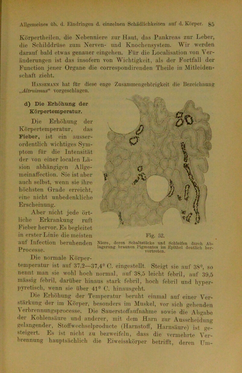 Körpertheilen, die Nebenniere zur Haut, das Pankreas zur Leber, die Scbilddrüse zum Nerven- und Knochensystem. Wir werden darauf bald etwas genauer eingelien. Für die Localisation von Ver- änderungen ist das insofern von Wiclitigkeit, als der Fortfall der Function jener Organe die correspondirenden Tbeile in Mitleiden- scliaft zieht. Hansemann hat für diese enge Zusammengehörigkeit die Bezeichnung yÄltriiismus'’’’ vorgeschlagen. ¥ 0 0 00 d) Die Erhöhung der Körpertemperatur. Die Erhöhung der Körpertemperatur, das Fieber, ist ein ausser- ordentlich wichtiges Sym- ptom für die Intensität der von einer localen Lä- sion abhängigen Allge- meinaffection. Sie ist aber auch selbst, wenn sie ihre höchsten Grade erreicht, eine nicht unbedenkliche Erscheinung. Aber nicht jede ört- liche Erkrankung ruft Fieber hervor. Es begleitet in erster Linie die meisten aut Infection beruhenden Processe. Die normale Körper- temperatur ist auf 37,2—37,4® C, eingestellt. Steigt sie auf 3S®, so nennt man sie wohl hoch normal, auf 38,5 leicht febril, auf 39,5 massig iebill, darüber hinaus stark febiil, hoch febril und hyper- pyretiscb, wenn sie über 41® 0. hinausgebt. Die Erhöhung der Temperatur beruht einmal auf einer Ver- stärkung der im Körper, besonders im Muskel, vor sich gebenden \erbrennungsprocesse. Die Sauerstoffaufnahme sowie die Abgabe der Kohlensäure und anderer, mit dem Harn zur Ausscheidung gelangender, Stoffwechselproducte (Harnstoif, Harnsäure) ist ge- steigert. Es ist nicht zu bezweifeln, dass die vermehrte Ver- brennung hauptsächlicb die Eiw^eisskörper betrifft, deren TTm- % U Fig. 52. Niere, deren Schaltstiicke und Schleifen durch Ab- lagerung braunen Pigmentes im Epithel deutlich her- vortreten.