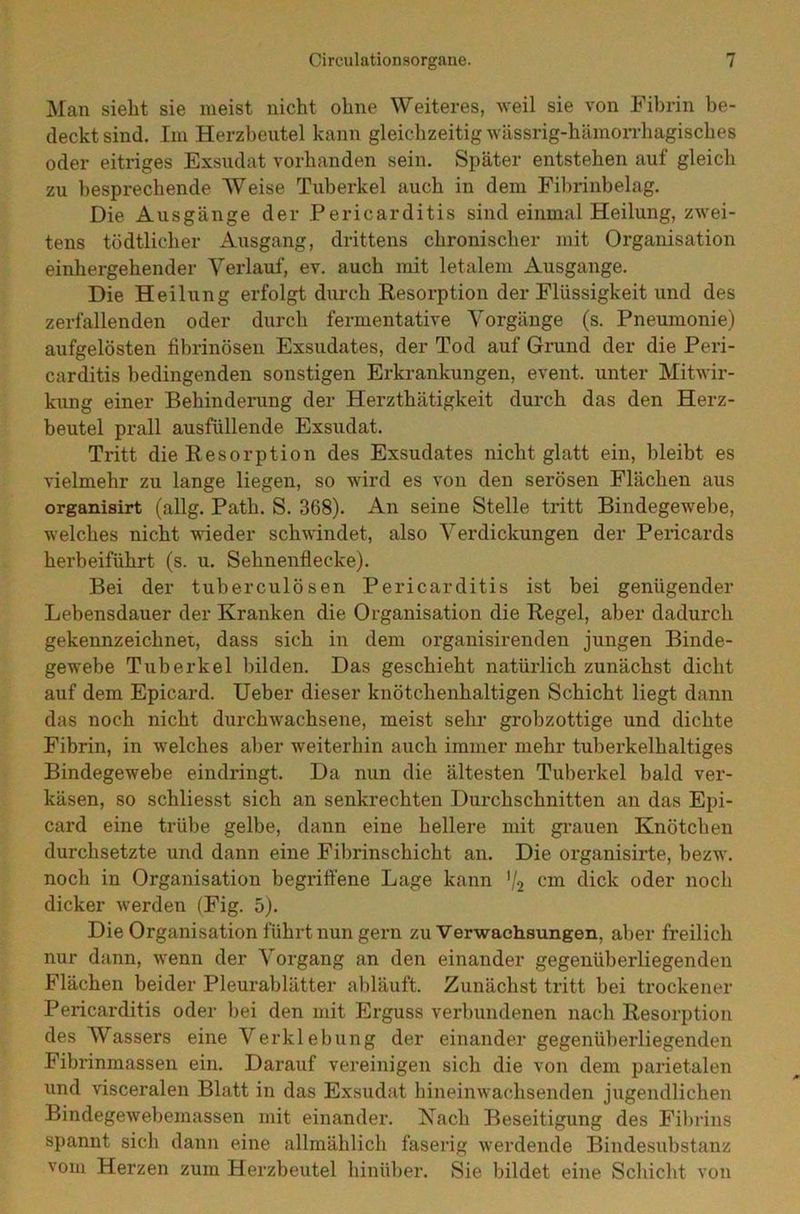 Man sieht sie meist nicht ohne Weiteres, weil sie von Fibrin be- deckt sind. Im Herzbeutel kann gleichzeitig wässrig-hämorrhagisches oder eitriges Exsudat vorhanden sein. Später entstehen auf gleich zu besprechende Weise Tuberkel auch in dem Fibrinbelag. Die Ausgänge der Pericarditis sind einmal Heilung, zwei- tens tödtlicher Ausgang, drittens chronischer mit Organisation einhergehender Verlauf, ev. auch mit letalem Ausgange. Die Heilung erfolgt durch Resorption der Flüssigkeit und des zerfallenden oder durch fermentative Vorgänge (s. Pneumonie) aufgelösten fibrinösen Exsudates, der Tod auf Grund der die Peri- carditis bedingenden sonstigen Erkrankungen, event, unter Mitwir- kung einer Behinderung der Herzthätigkeit durch das den Herz- beutel prall ausfüllende Exsudat. Tritt die Resorption des Exsudates nicht glatt ein, bleibt es vielmehr zu lange liegen, so wird es von den serösen Flächen aus organisirt (allg. Path. S. 368). An seine Stelle tritt Bindegewebe, welches nicht wieder schwindet, also Verdickungen der Pericards herbeiführt (s. u. Sehnenflecke). Bei der tuberculösen Pericarditis ist bei genügender Lebensdauer der Kranken die Organisation die Regel, aber dadurch gekennzeichnet, dass sich in dem organisirenden jungen Binde- gewebe Tuberkel bilden. Das geschieht natürlich zunächst dicht auf dem Epicard. Ueber dieser knötchenhaltigen Schicht liegt dann das noch nicht durchwachsene, meist sehr grobzottige und dichte Fibrin, in welches aber weiterhin auch immer mehr tuberkelhaltiges Bindegewebe eindringt. Da nun die ältesten Tuberkel bald ver- käsen, so schliesst sich an senkrechten Durchschnitten an das Epi- card eine trübe gelbe, dann eine hellere mit grauen Knötchen durchsetzte und dann eine Fibrinschicht an. Die organisirte, bezw. noch in Organisation begriffene Lage kann V2 cm dick oder noch dicker werden (Fig. 5). Die Organisation führt nun gern zu Verwachsungen, aber freilich nur dann, wenn der Vorgang an den einander gegenüberliegenden Flächen beider Pleurablätter abläuft. Zunächst tritt bei trockener Pericarditis oder bei den mit Erguss verbundenen nach Resorption des Wassers eine Verklebung der einander gegenüberliegenden Fibrinmassen ein. Darauf vereinigen sich die von dem parietalen und visceralen Blatt in das Exsudat hineinwachsenden jugendlichen Bindegewebemassen mit einander. Nach Beseitigung des Fibrins spannt sich dann eine allmählich faserig werdende Bindesubstanz vom Herzen zum Herzbeutel hinüber. Sie bildet eine Schicht von